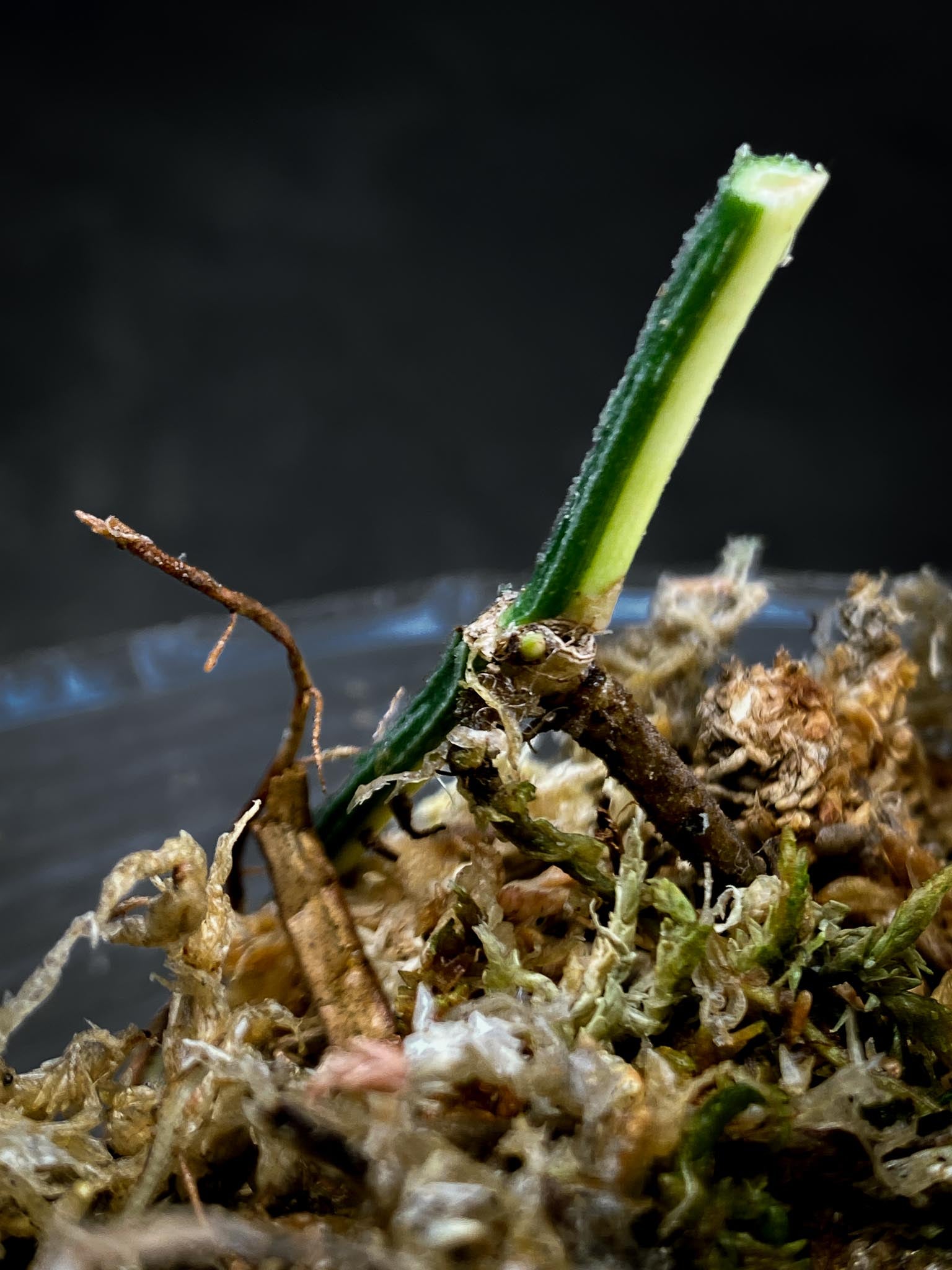 Epipremnum Cebu Blue Aurea Variegated 1 Node 1 Growing Bud Rooted