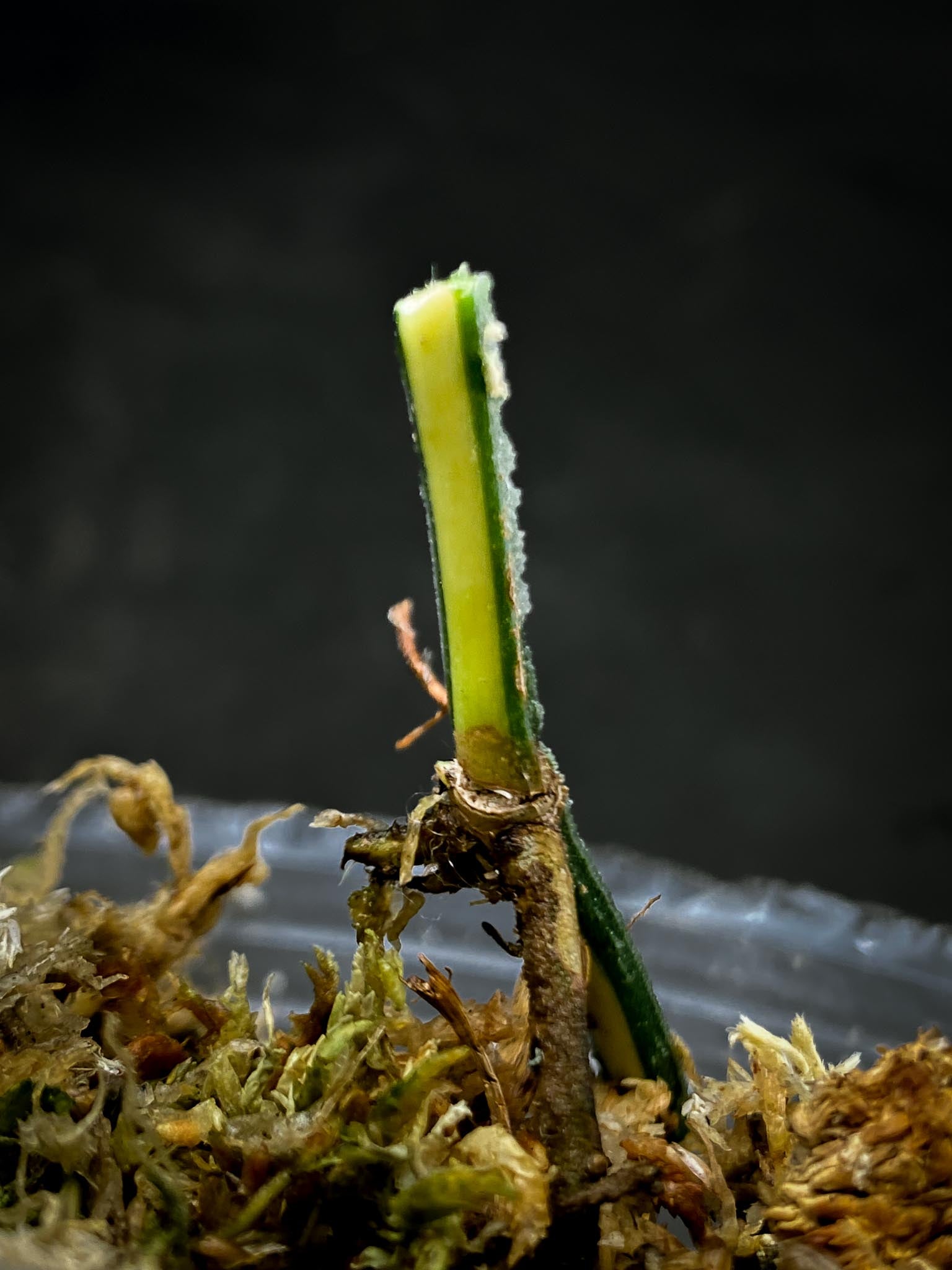 Epipremnum Cebu Blue Aurea Variegated 1 Node 1 Growing Bud Rooted