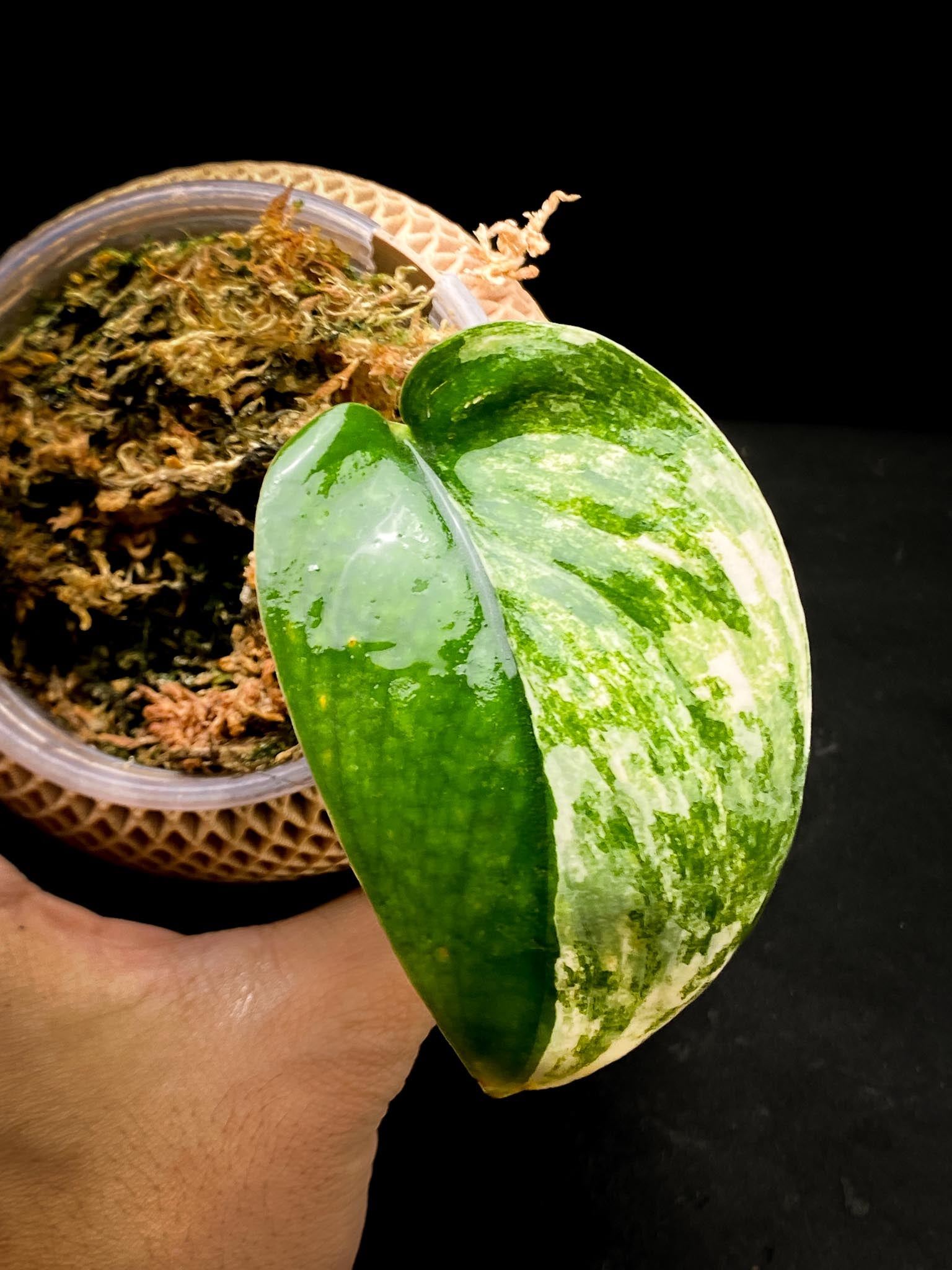 Scindapsus Jade Satin Variegated 1 Leaf 1 Node Rooted