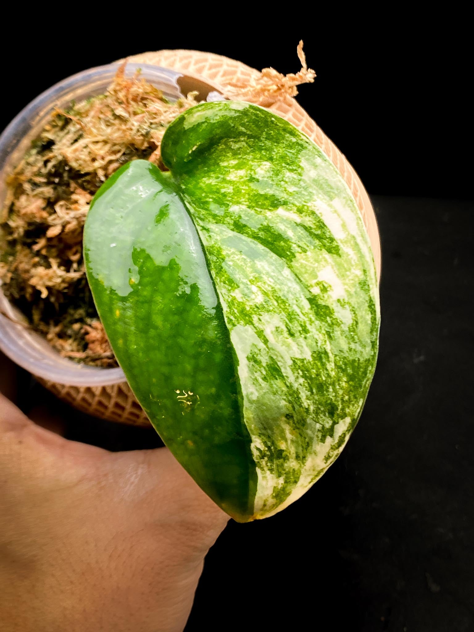 Scindapsus Jade Satin Variegated 1 Leaf 1 Node Rooted