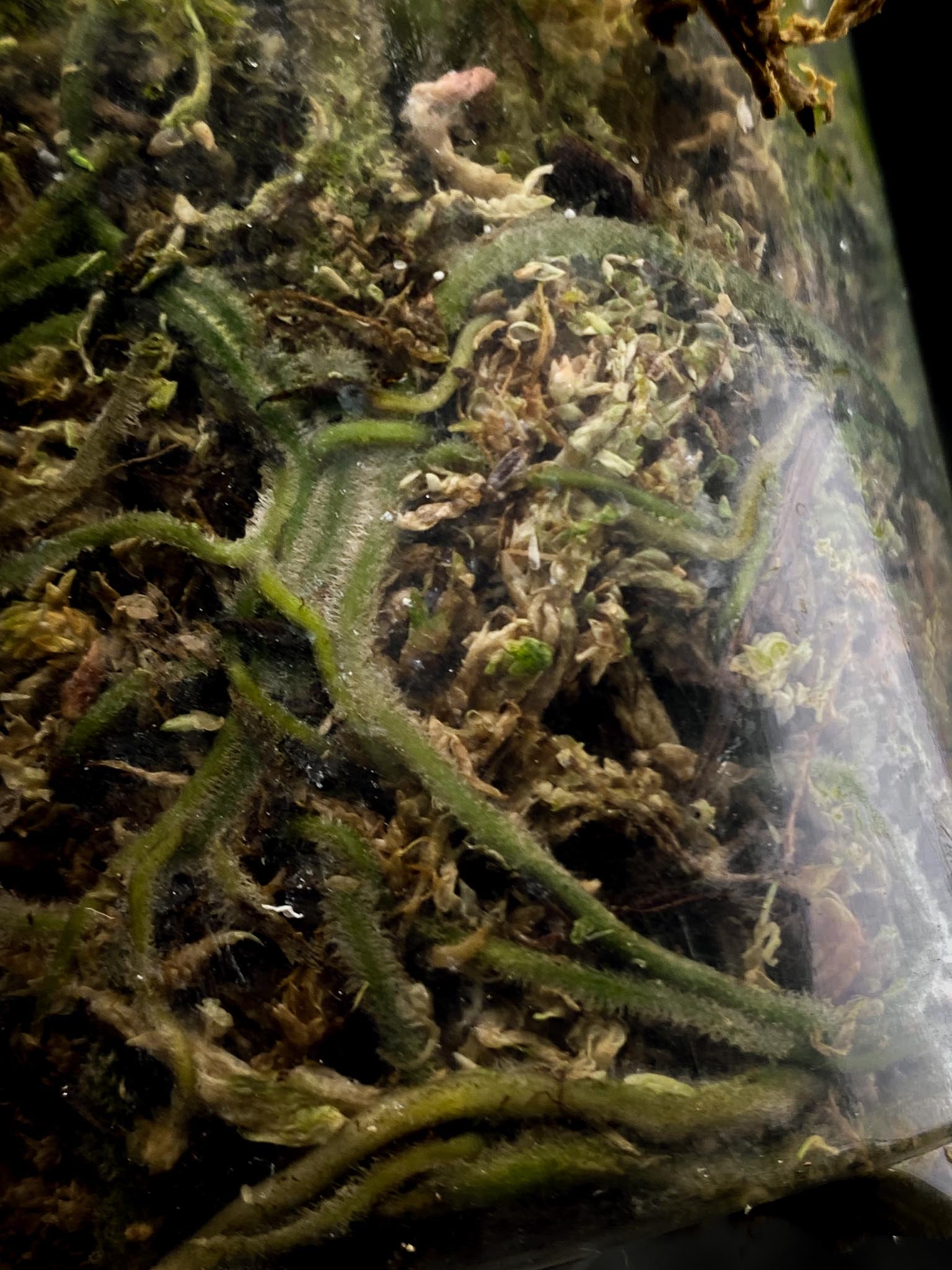 Scindapsus Jade Satin Variegated 1 Leaf 1 Node Rooted
