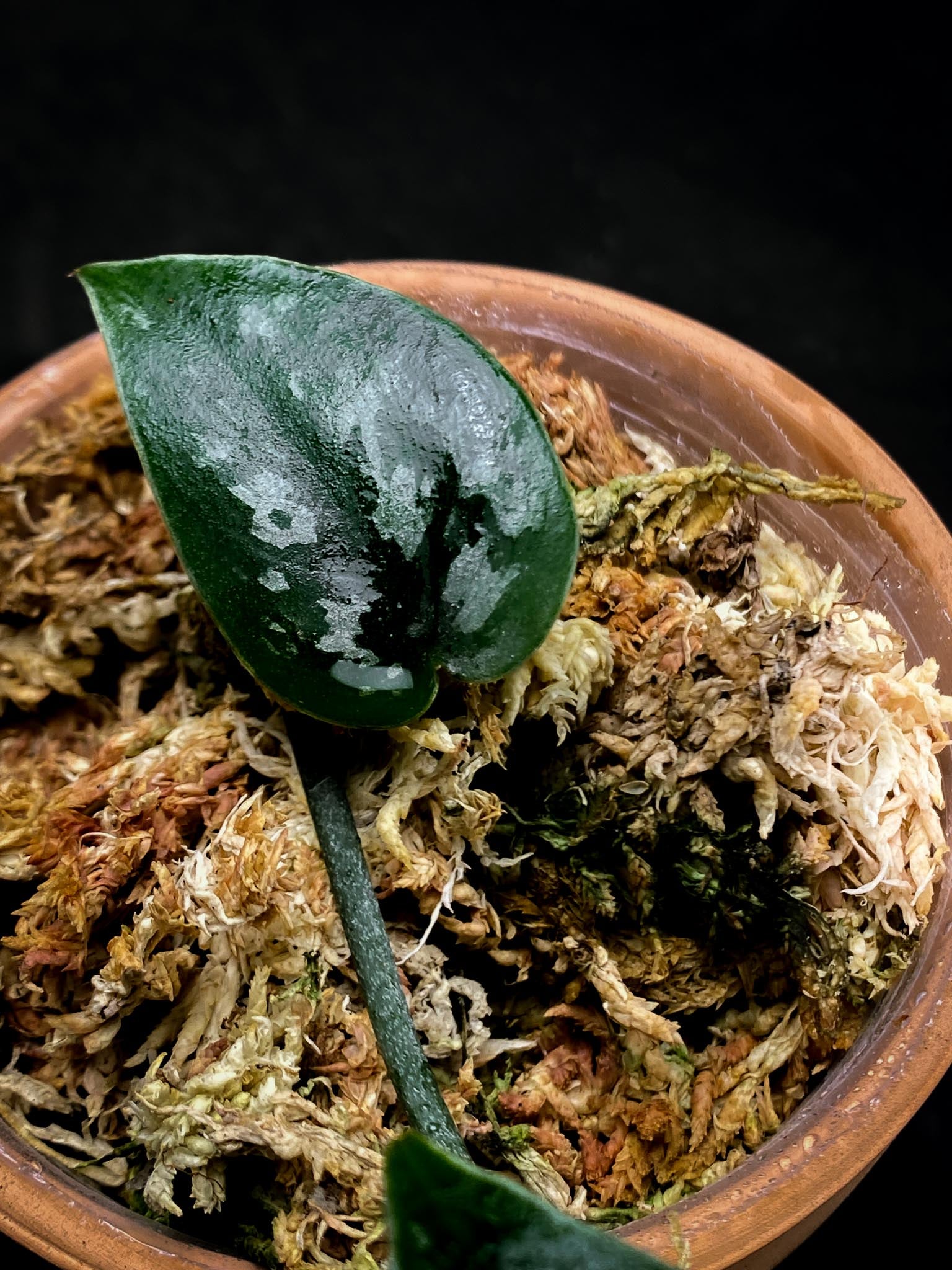 Scindapsus Black Mamba 2 Leaves 2 Nodes Rooted