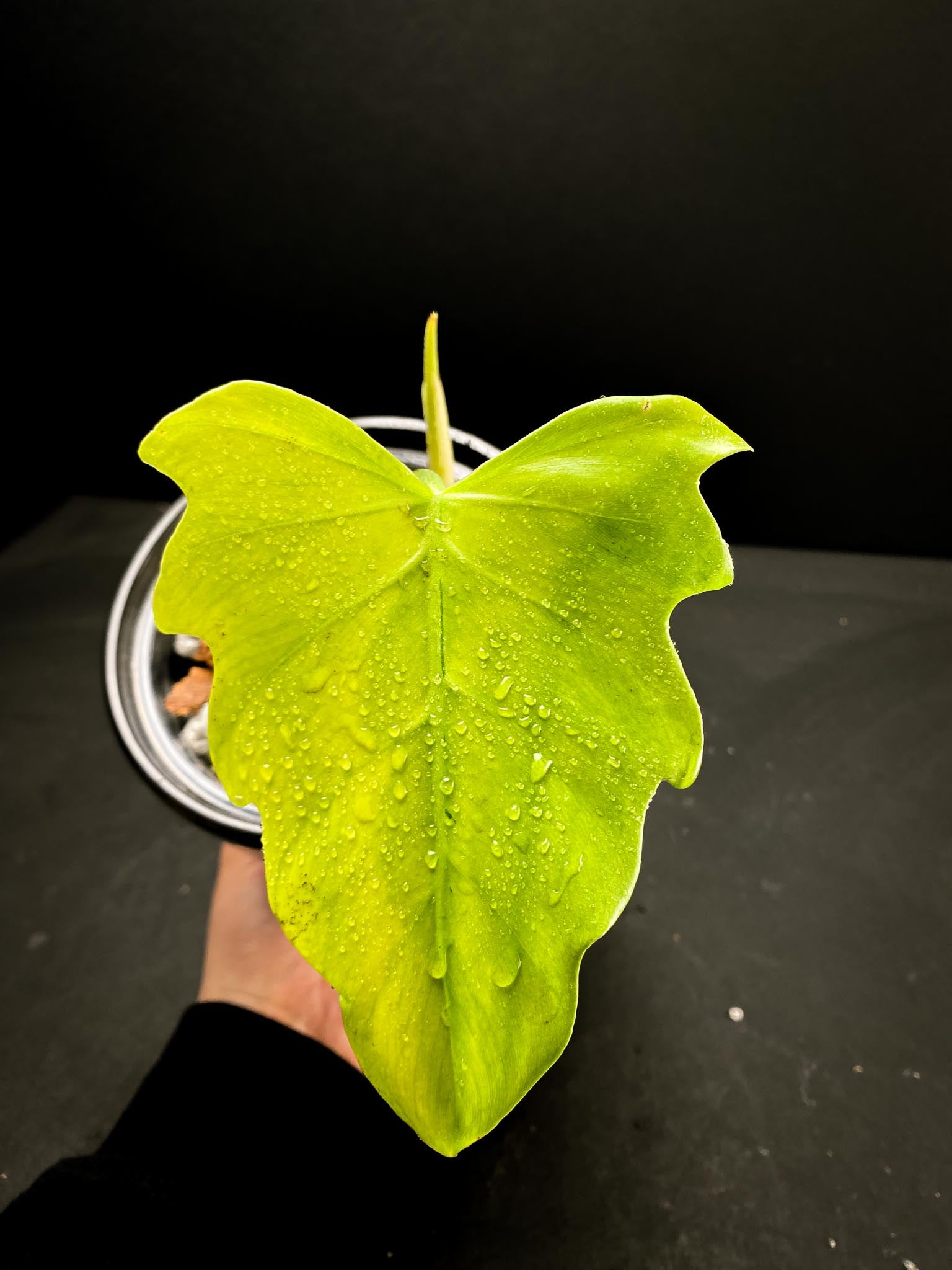 Philodendron/Thaumatophyllum Radiatum Variegated 1 Leaf 2 Nodes 1 Sprout top cutting Rooted