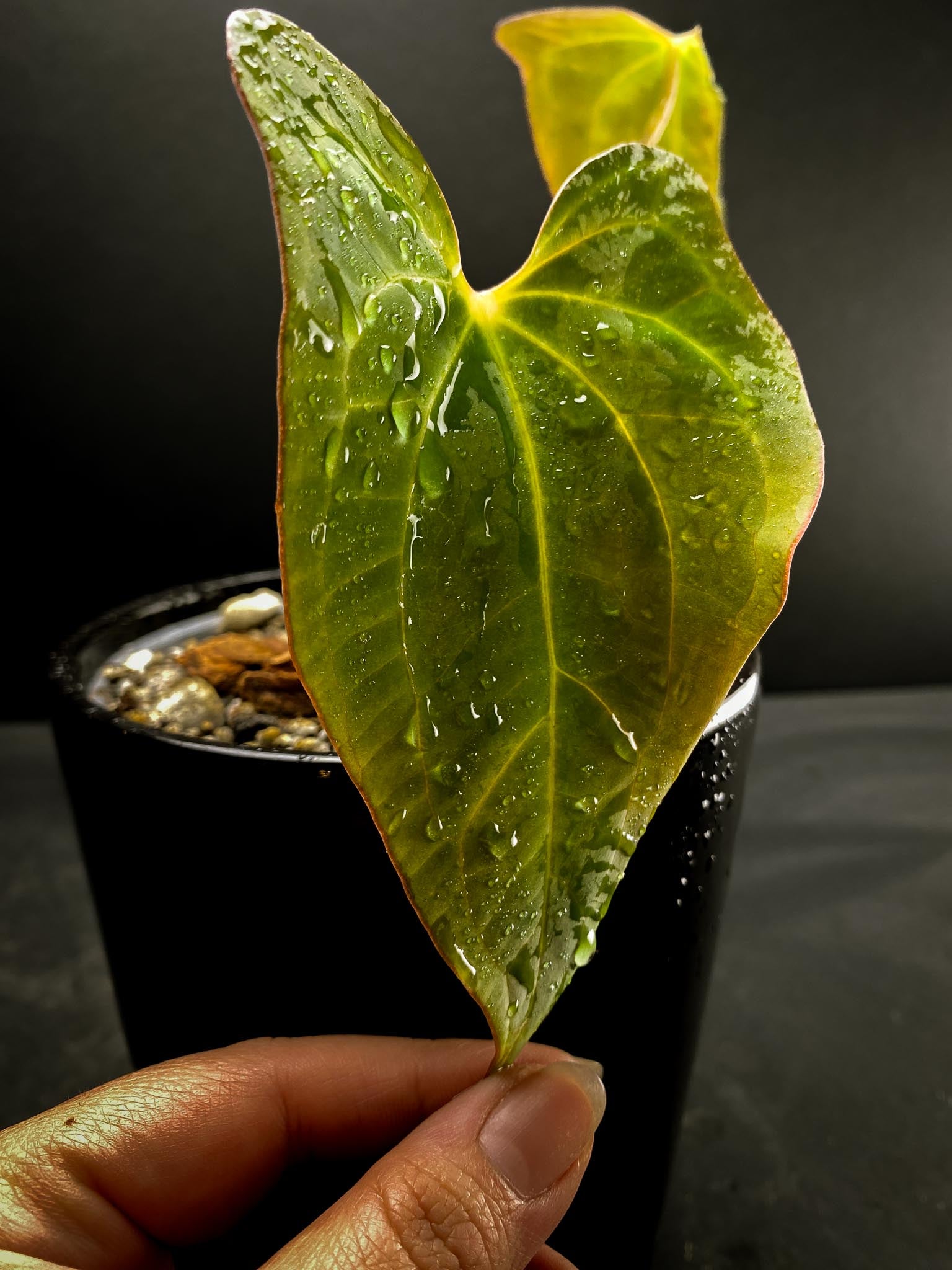 Anthurium blue Papillilaminum x portillae 2 Leaves 2 Nodes 1 Growing Bud Rooted