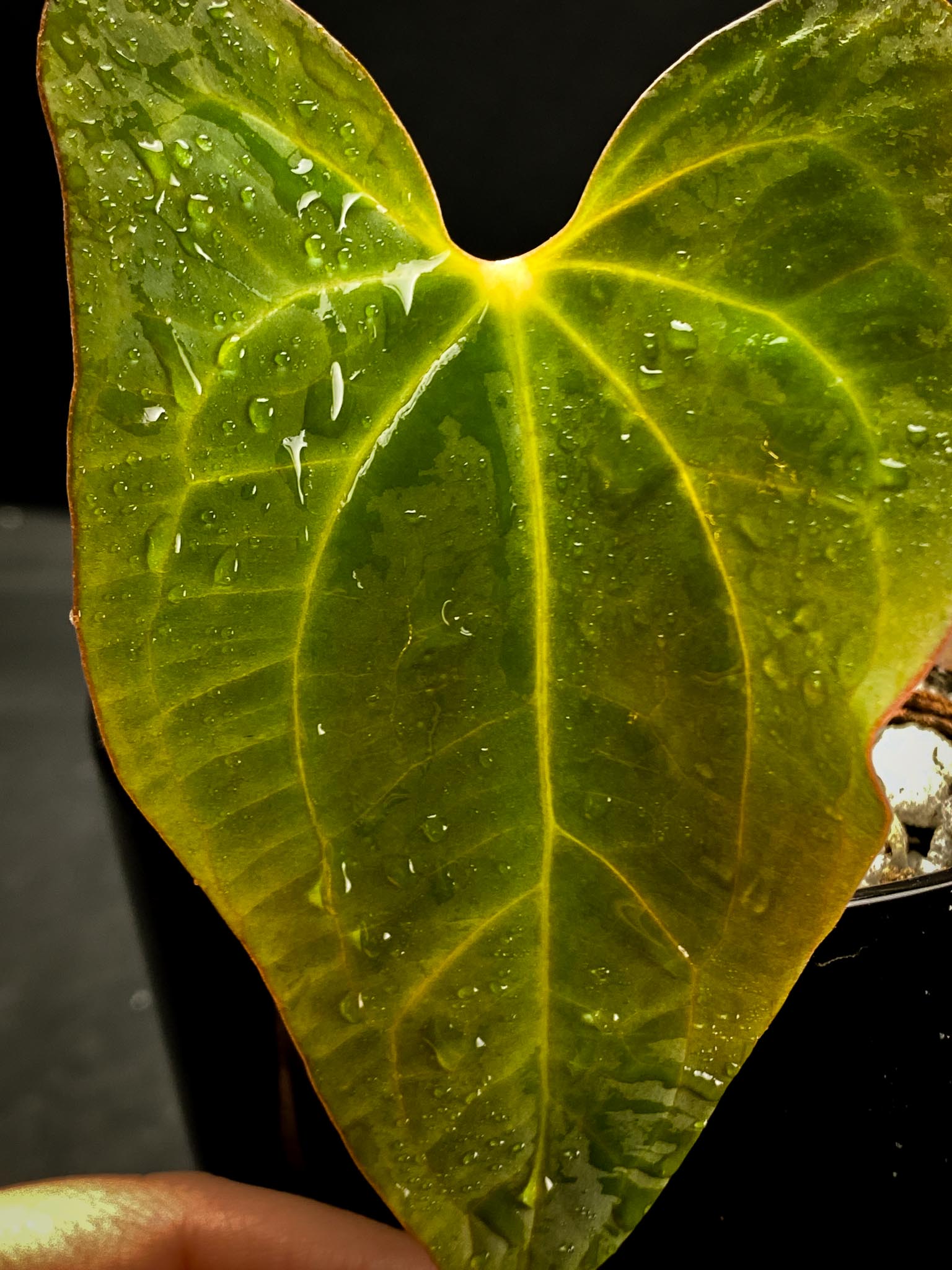 Anthurium blue Papillilaminum x portillae 2 Leaves 2 Nodes 1 Growing Bud Rooted