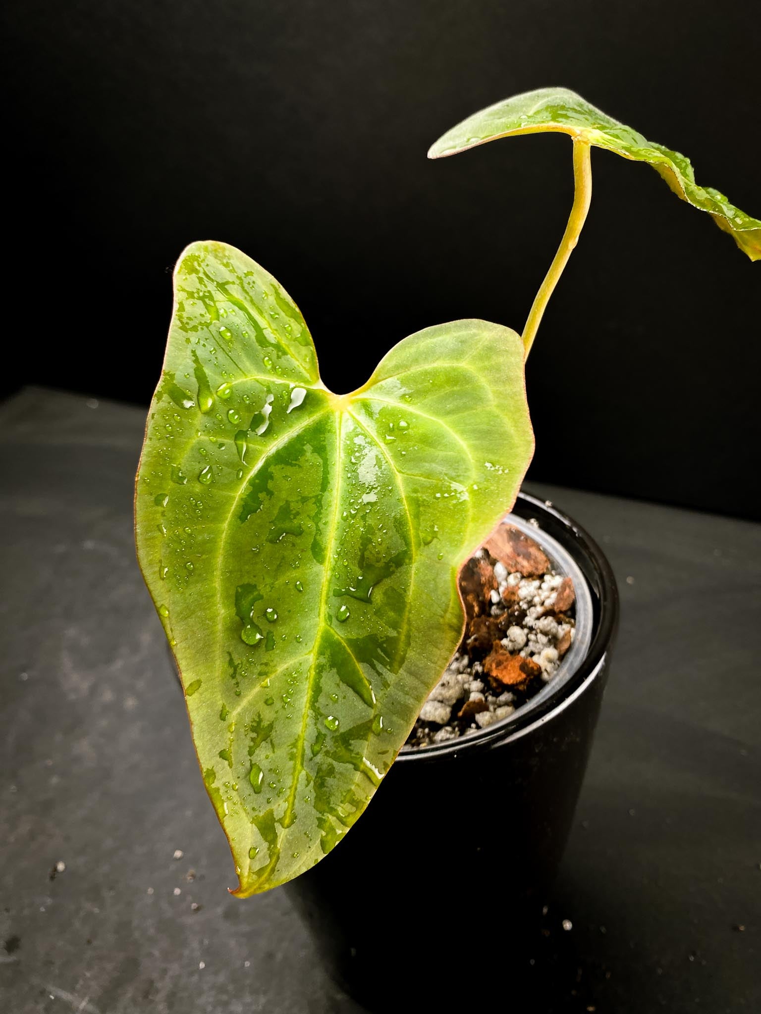 Anthurium blue Papillilaminum x portillae 2 Leaves 2 Nodes 1 Growing Bud Rooted