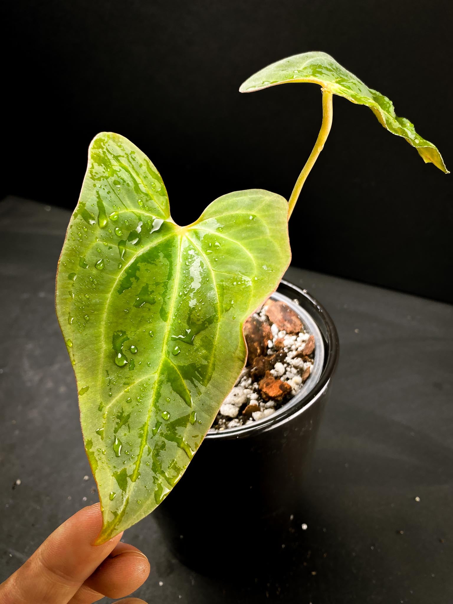 Anthurium blue Papillilaminum x portillae 2 Leaves 2 Nodes 1 Growing Bud Rooted