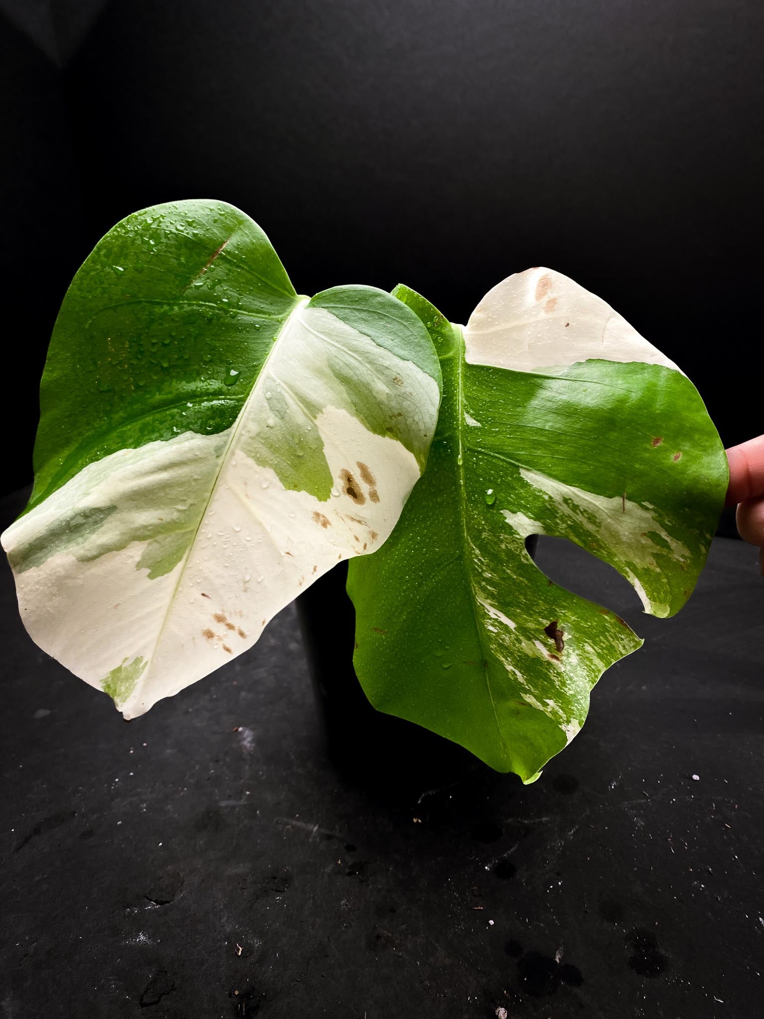 Monstera albo Japanese White Tiger 2 Leaves 2 Nodes highly Variegated Rooted