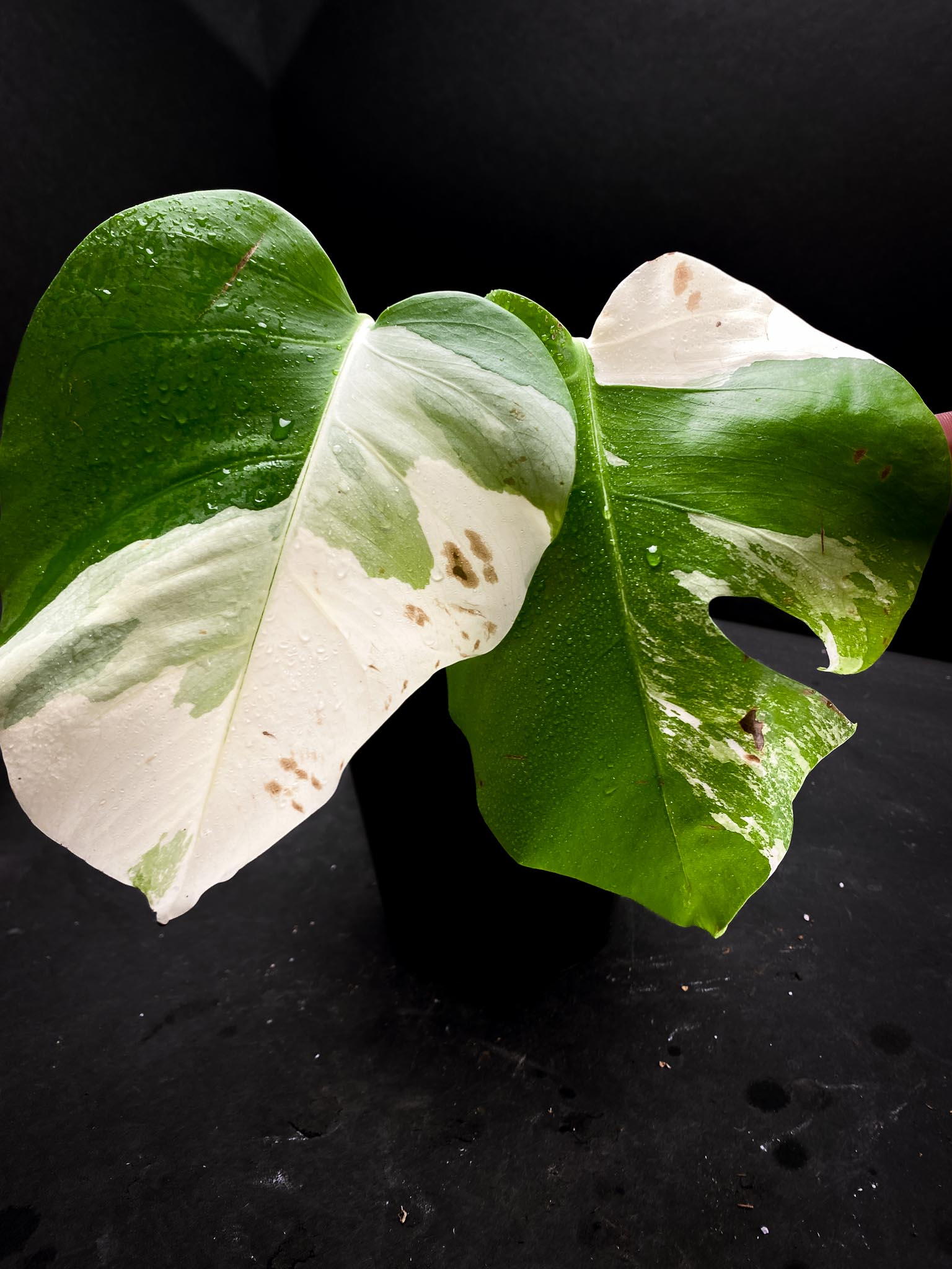Monstera albo Japanese White Tiger 2 Leaves 2 Nodes highly Variegated Rooted