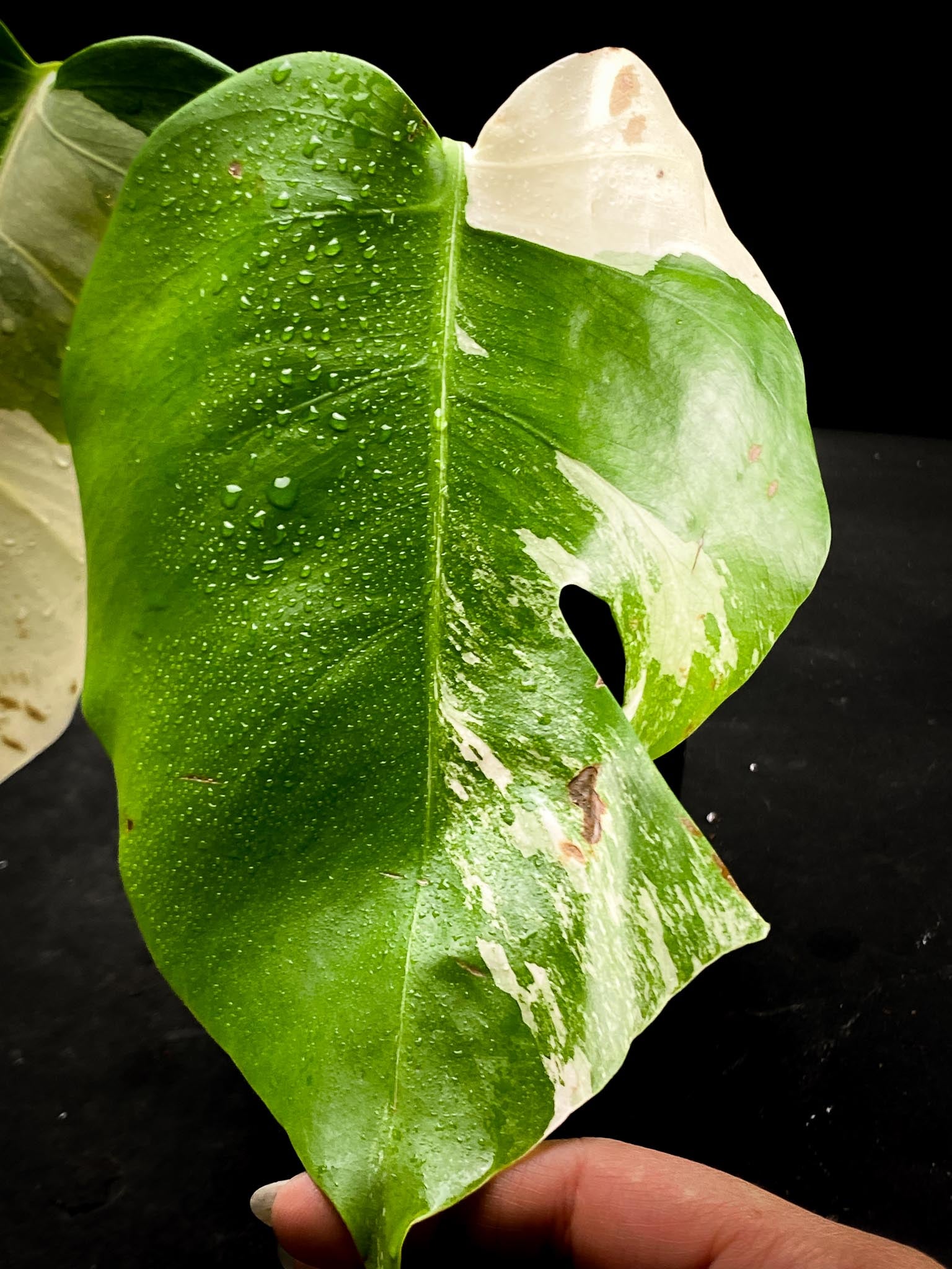 Monstera albo Japanese White Tiger 2 Leaves 2 Nodes highly Variegated Rooted
