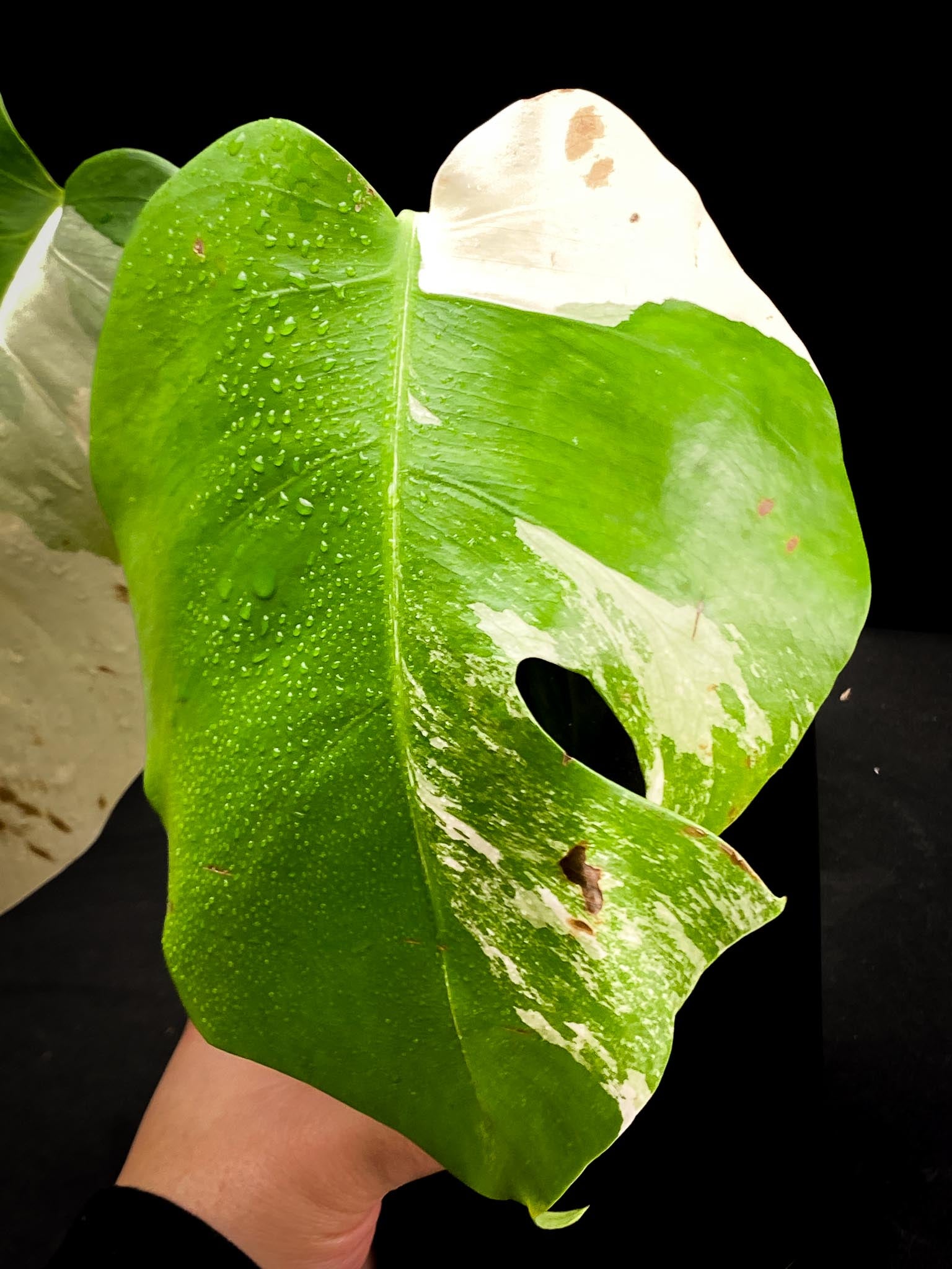 Monstera albo Japanese White Tiger 2 Leaves 2 Nodes highly Variegated Rooted