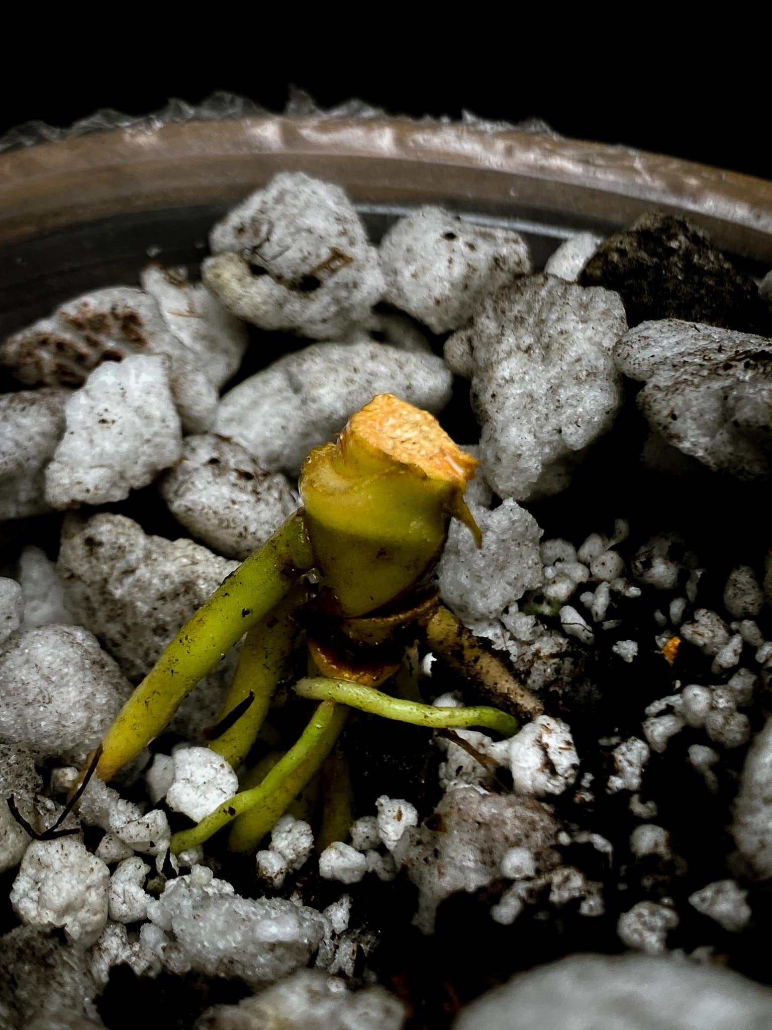 Anthurium hoffmanii x Red gunsal Multiple Nodes Rooted