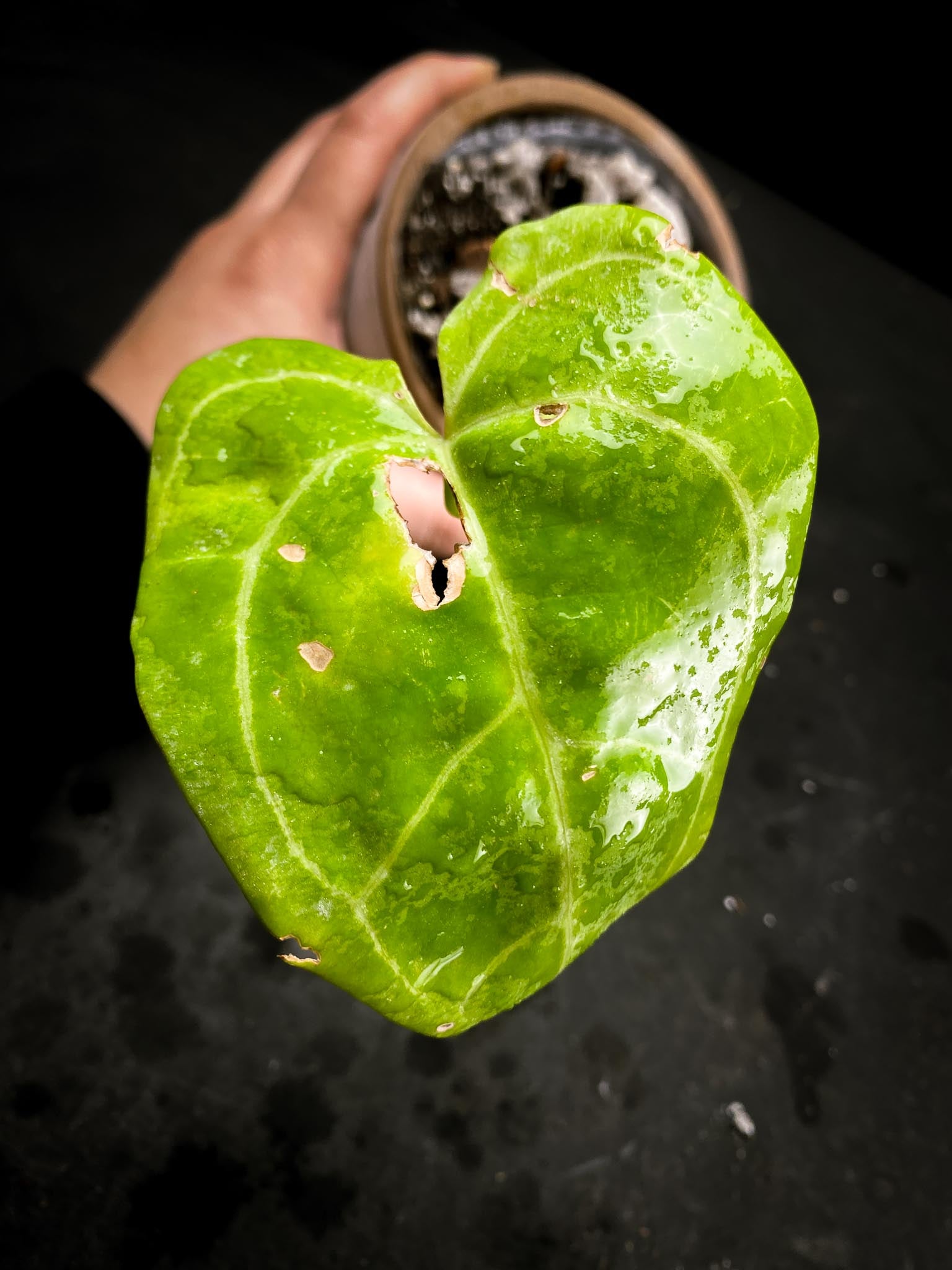 Anthurium hoffmanii x Red gunsal 1 Leaf 2 Nodes 1 Sprout Rooted