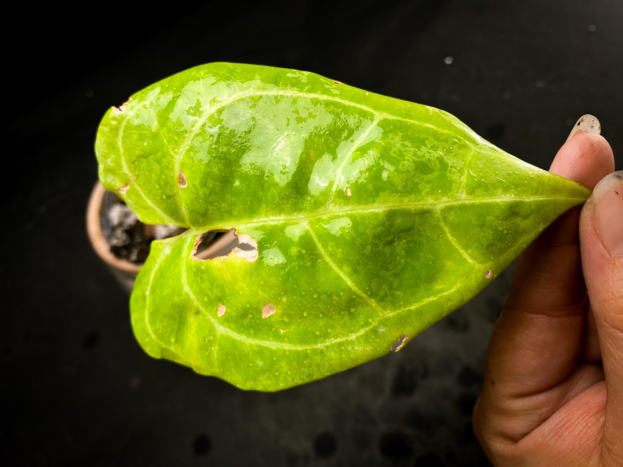Anthurium hoffmanii x Red gunsal 1 Leaf 2 Nodes 1 Sprout Rooted