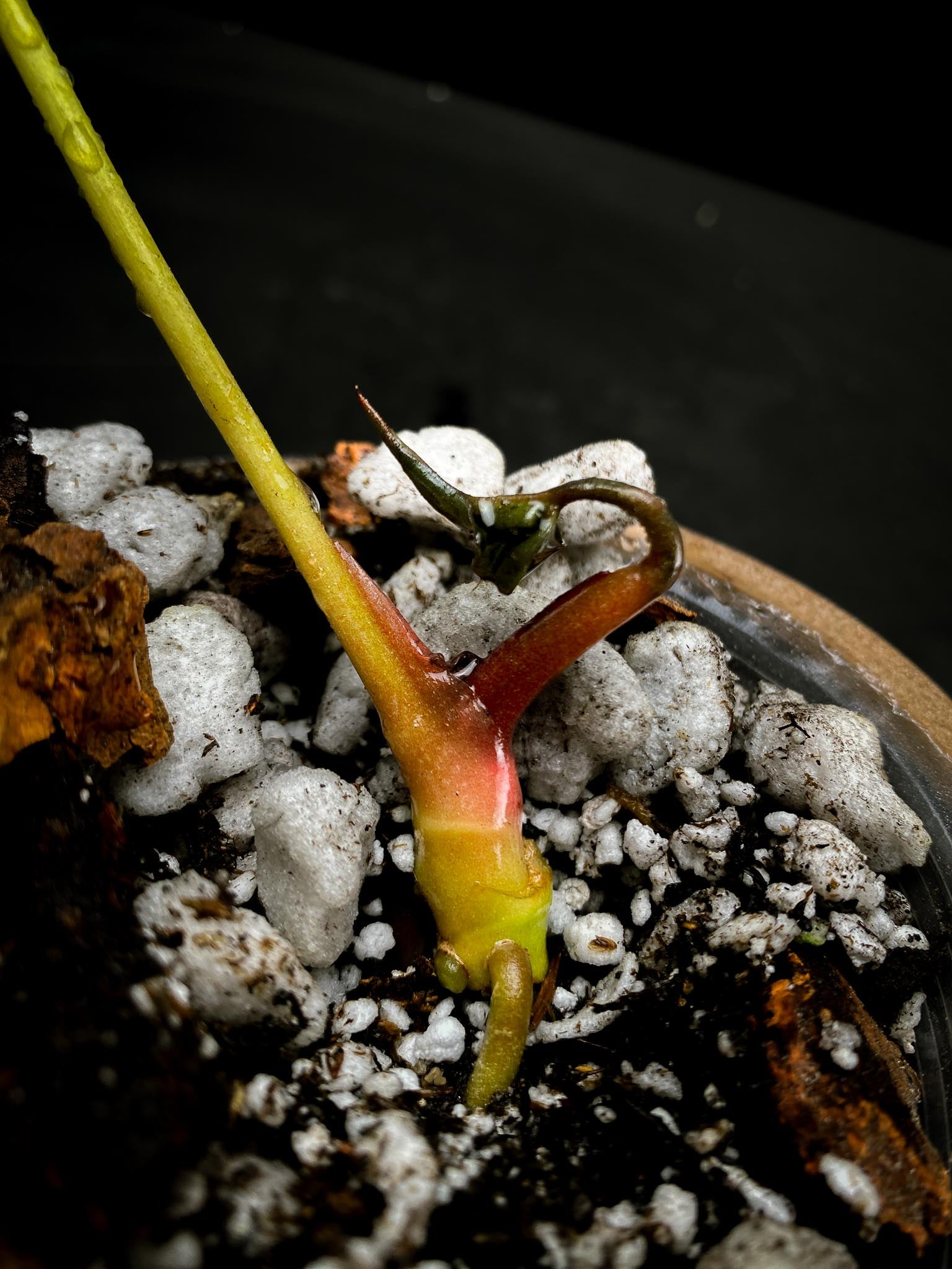 Anthurium hoffmanii x Red gunsal 1 Leaf 2 Nodes 1 Sprout Rooted