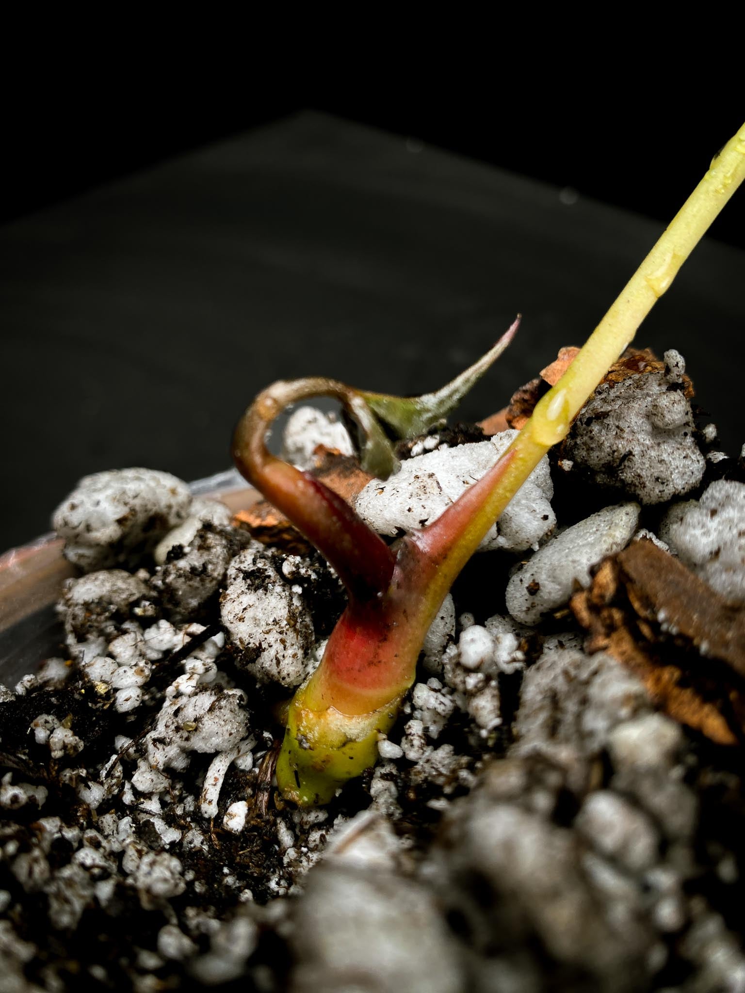 Anthurium hoffmanii x Red gunsal 1 Leaf 2 Nodes 1 Sprout Rooted