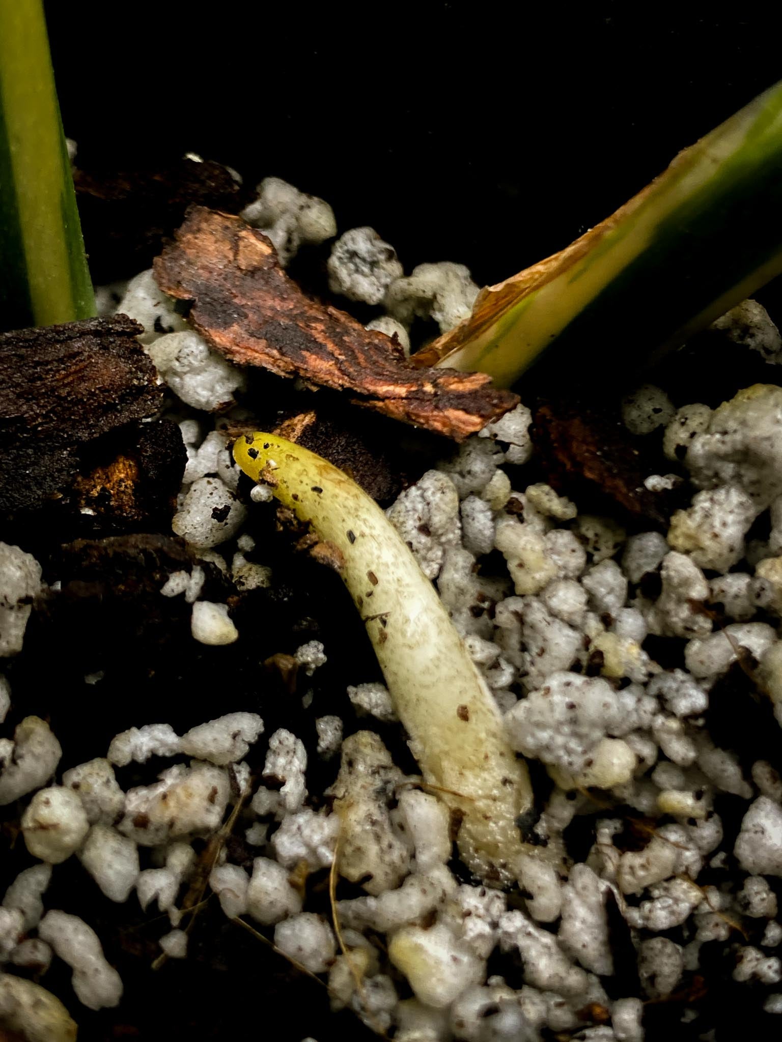 Monstera Thai Constellation creme brulee 2 Leaves 2 Nodes Rooted-