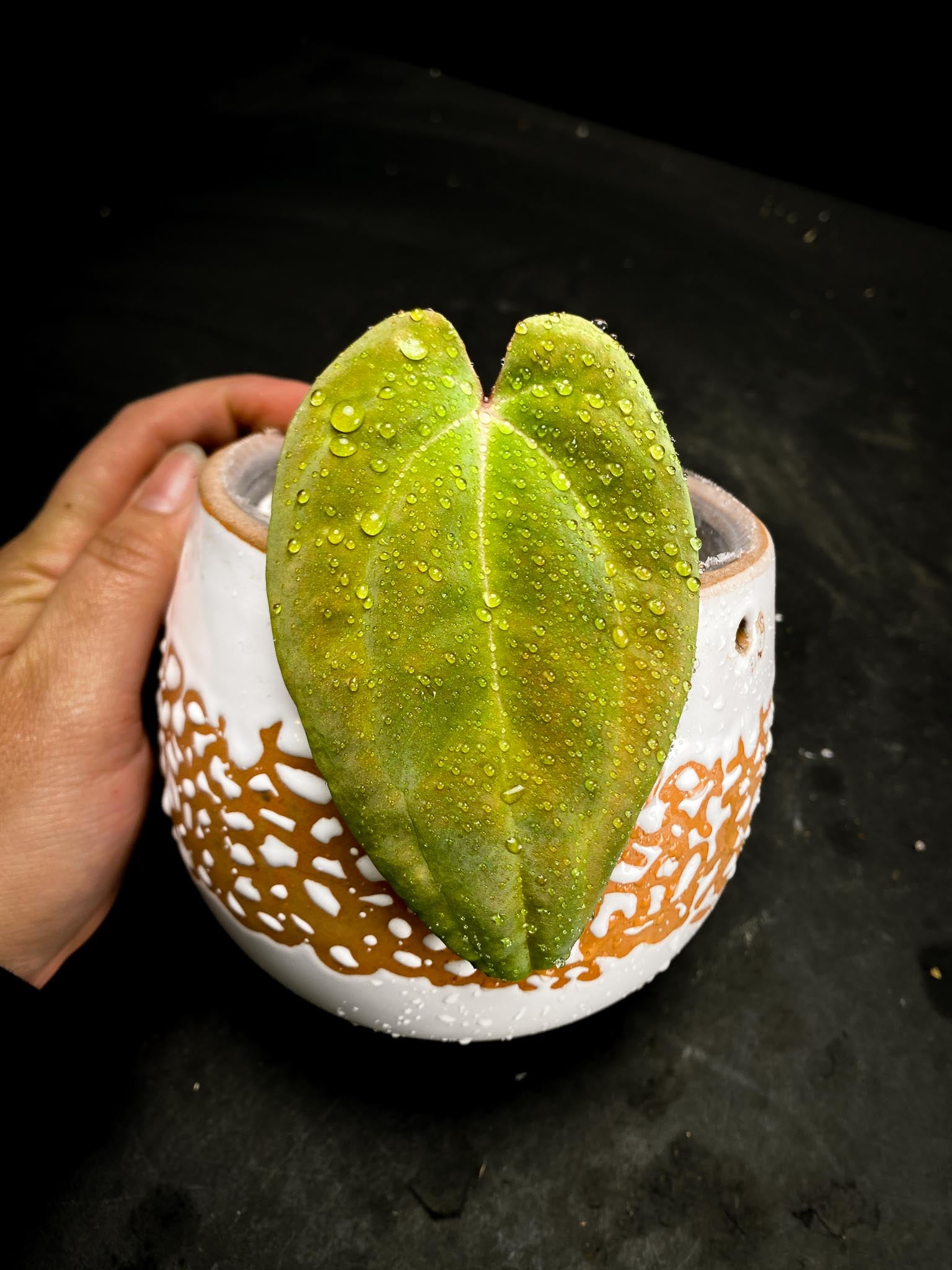 Anthurium Papillilaminum fort sherman x Ralph Lynam 1 Leaf Multiple nodes Rooted