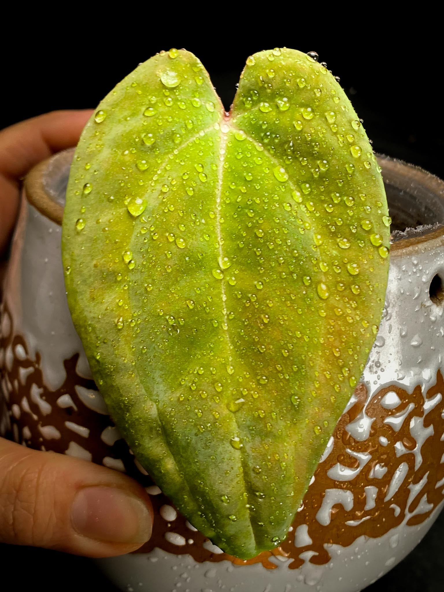 Anthurium Papillilaminum fort sherman x Ralph Lynam 1 Leaf Multiple nodes Rooted