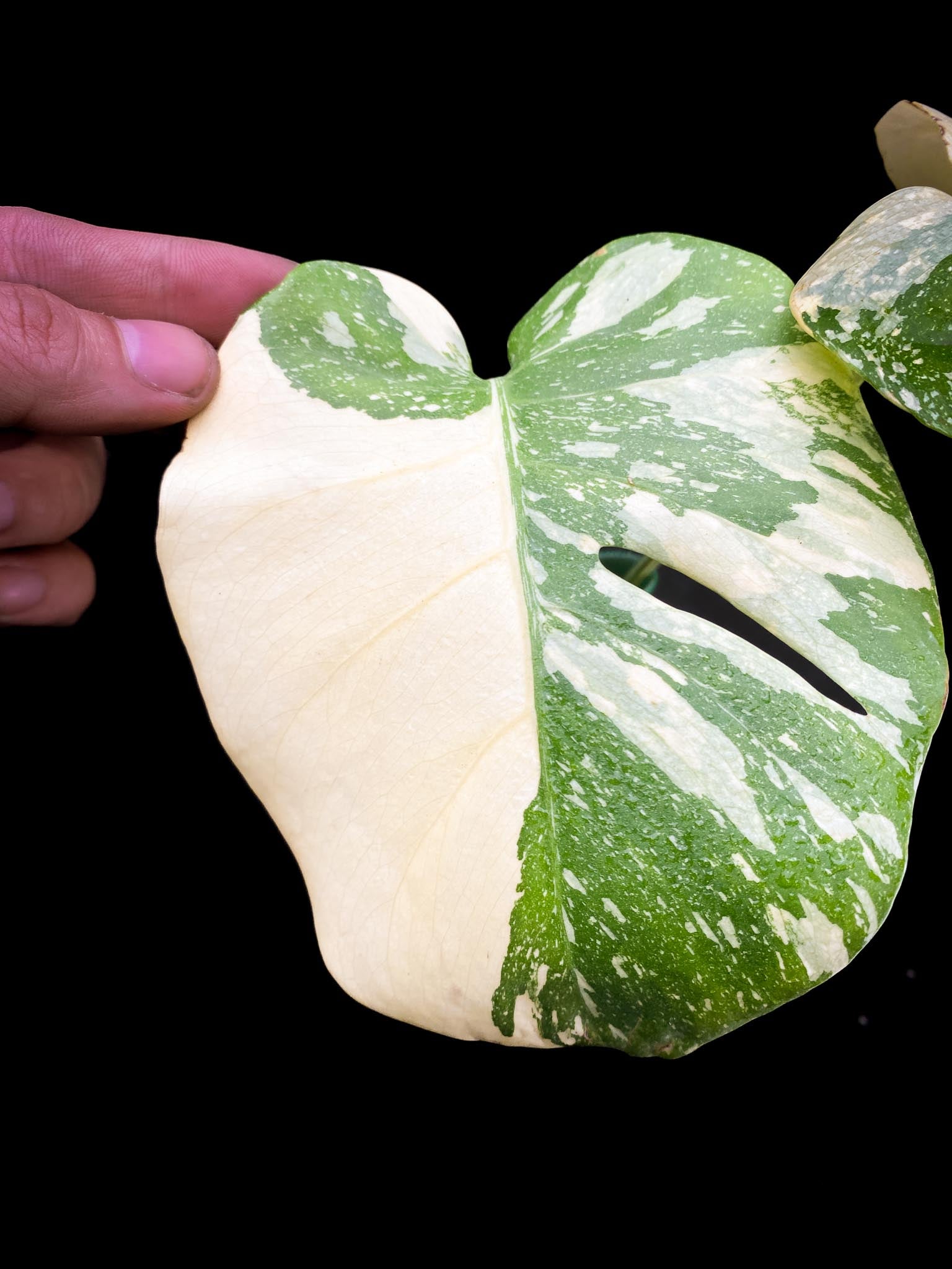 Monstera Thai Constellation creme brulee 2 Leaves 2 Nodes Rooted-