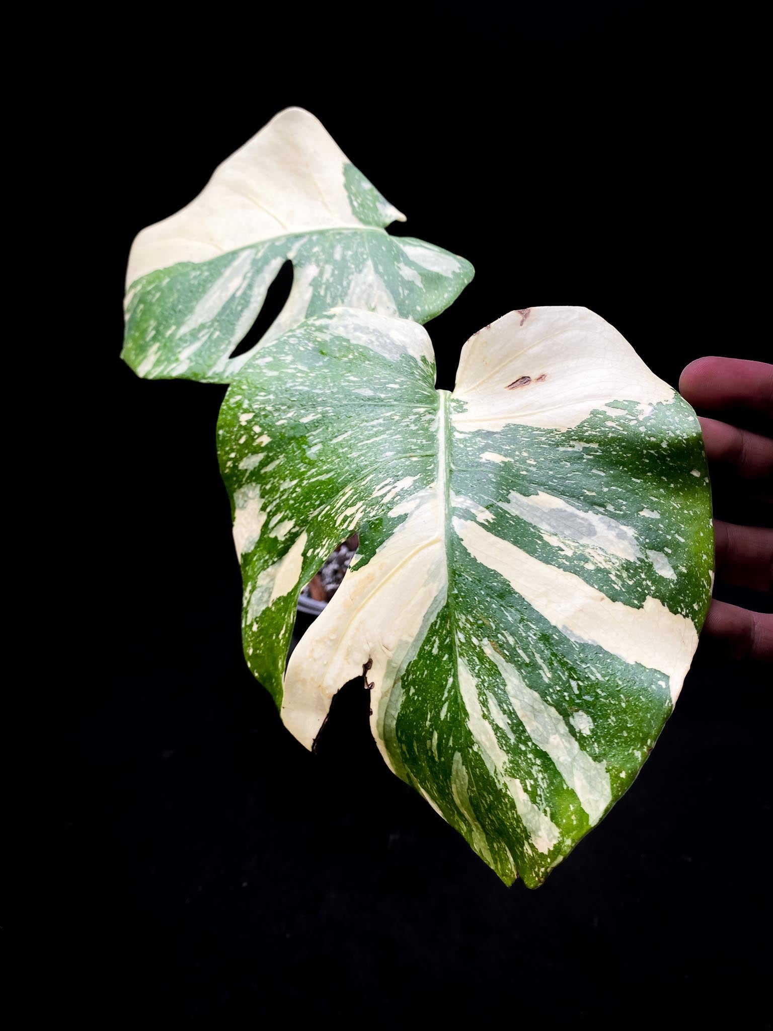 Monstera Thai Constellation creme brulee 2 Leaves 2 Nodes Rooted-
