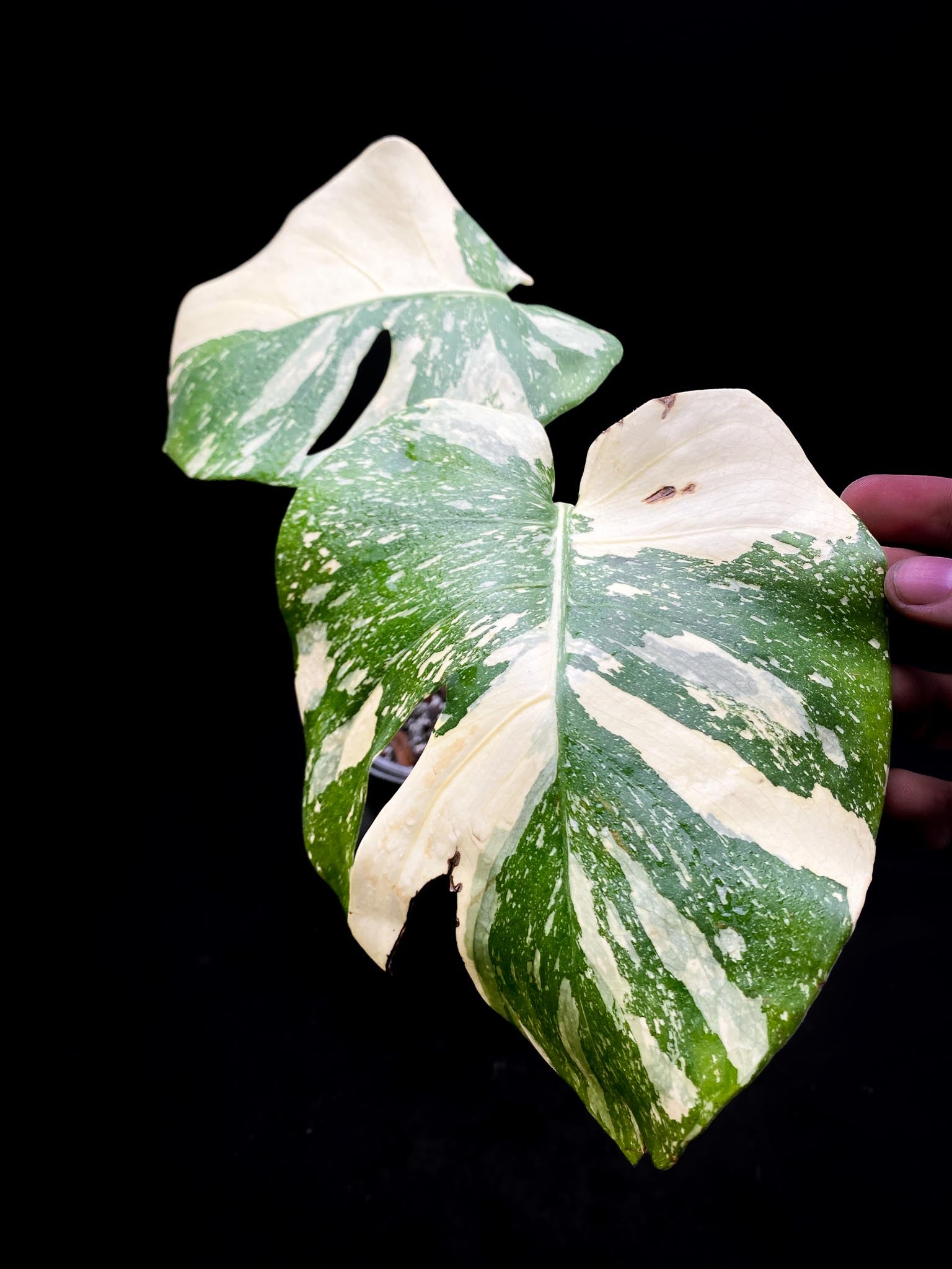 Monstera Thai Constellation creme brulee 2 Leaves 2 Nodes Rooted-