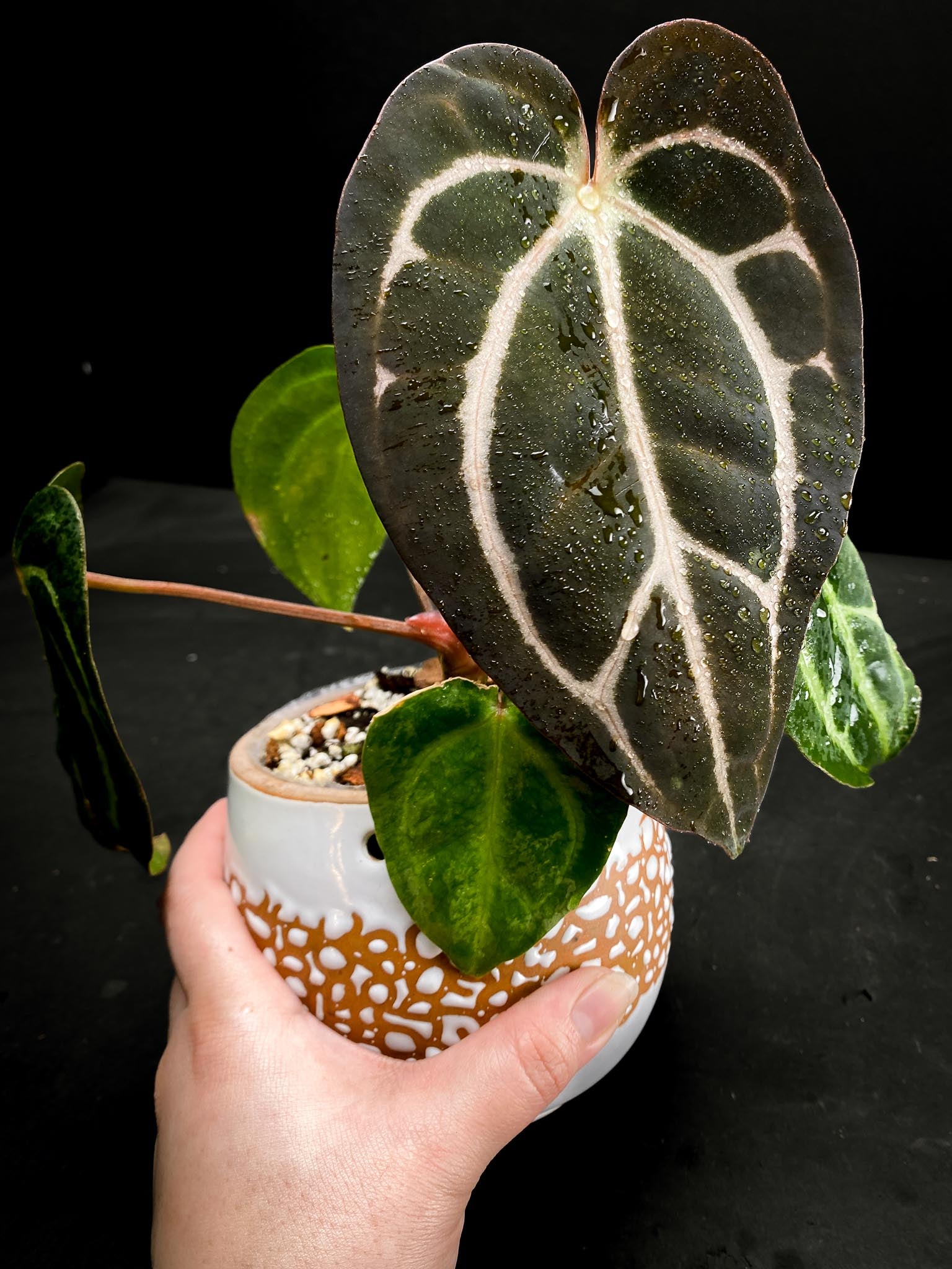 Anthurium Carlablackiae RA10 Multiple leaves (The newest leaf is still expanding)