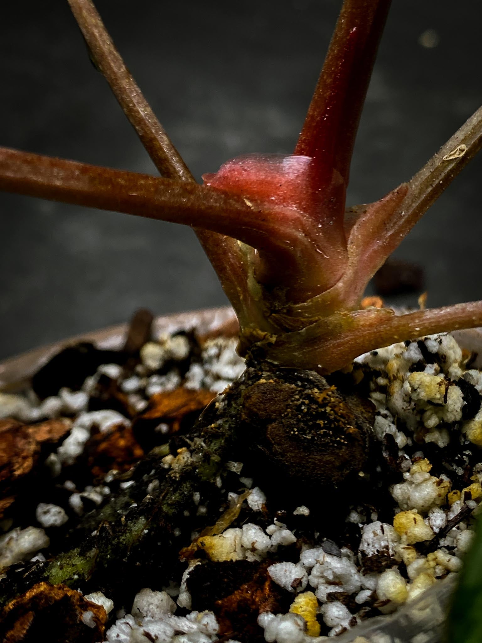 Anthurium Carlablackiae RA10 Multiple leaves (The newest leaf is still expanding)