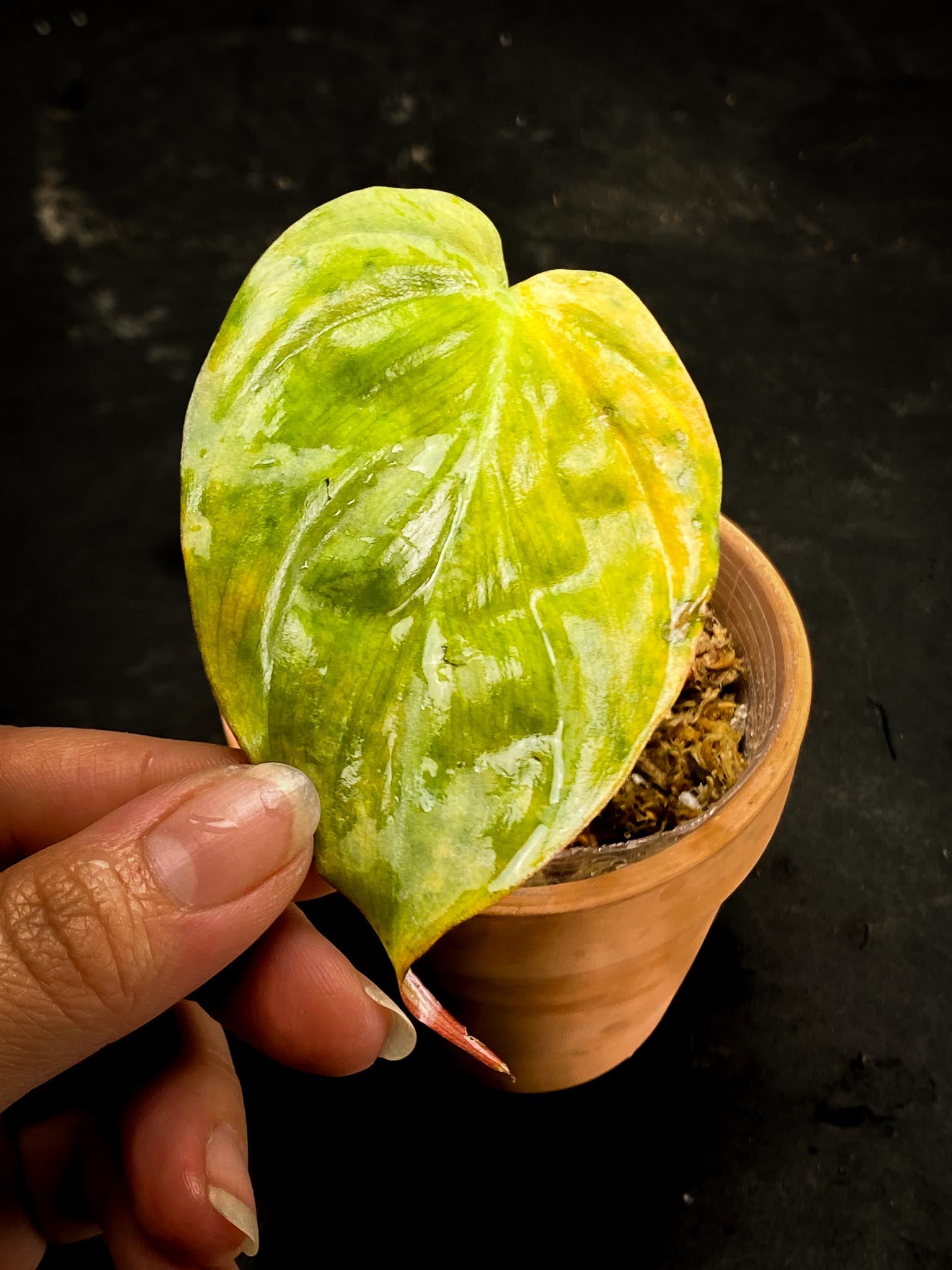 Philodendron Micans Variegated Variegated 1 node 1 growing bud