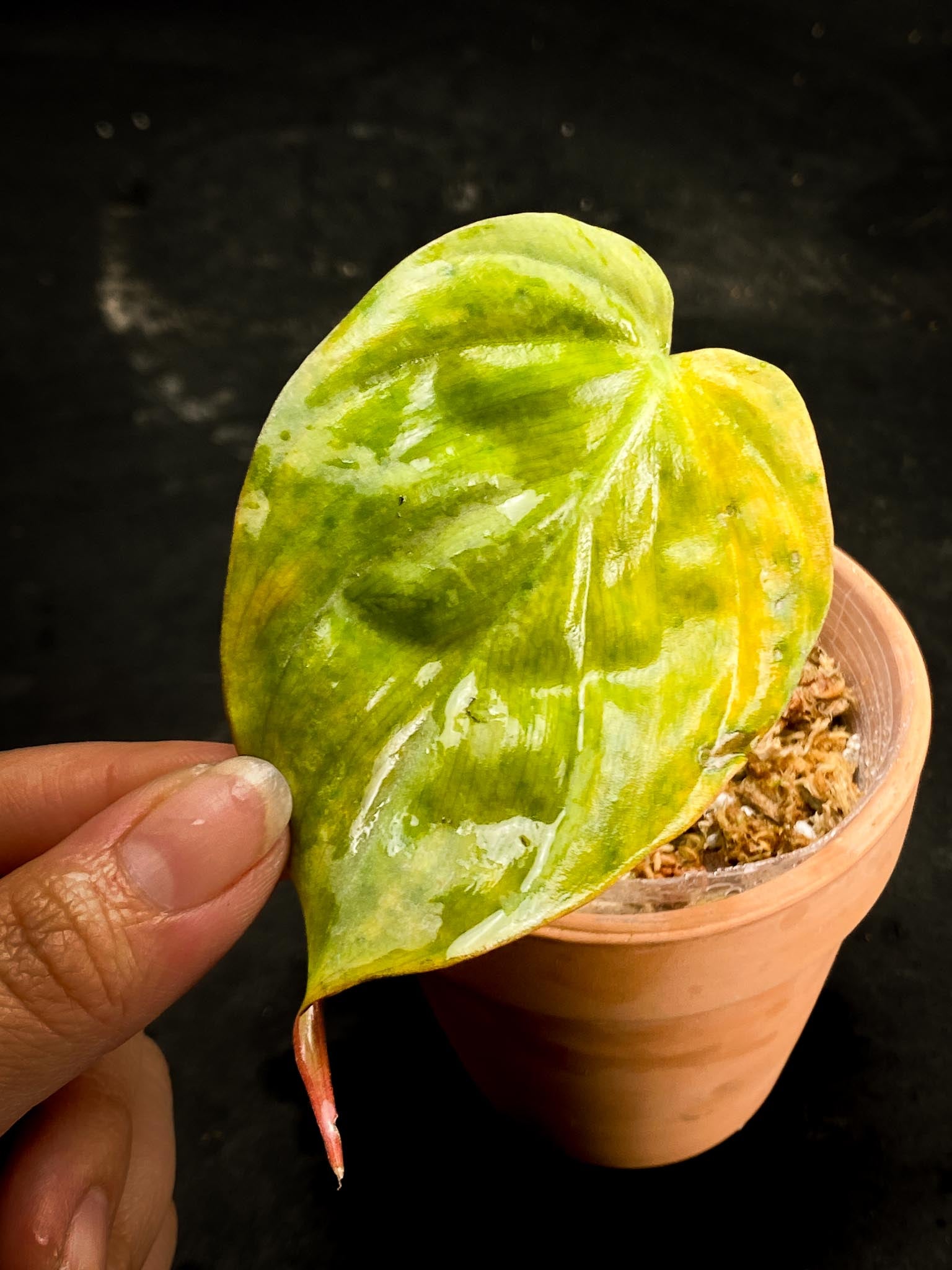 Philodendron Micans Variegated Variegated 1 node 1 growing bud