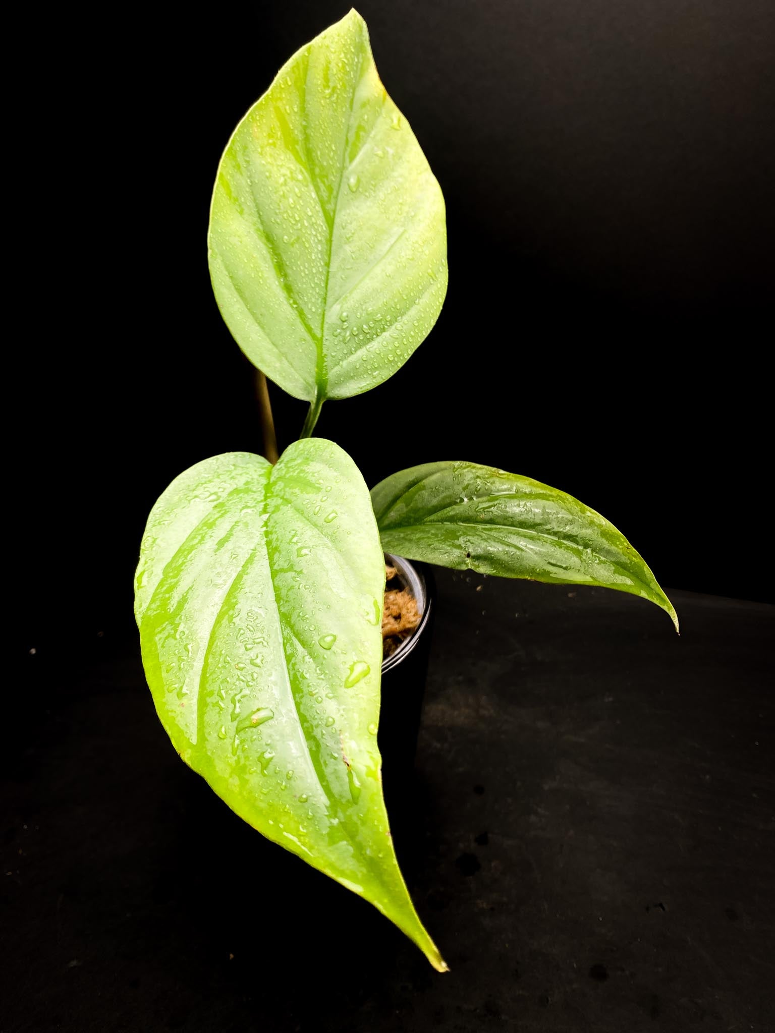 Rhaphidophora Sp. Flame 3 Leaves 3 Nodes 1 Growing Bud Rooted
