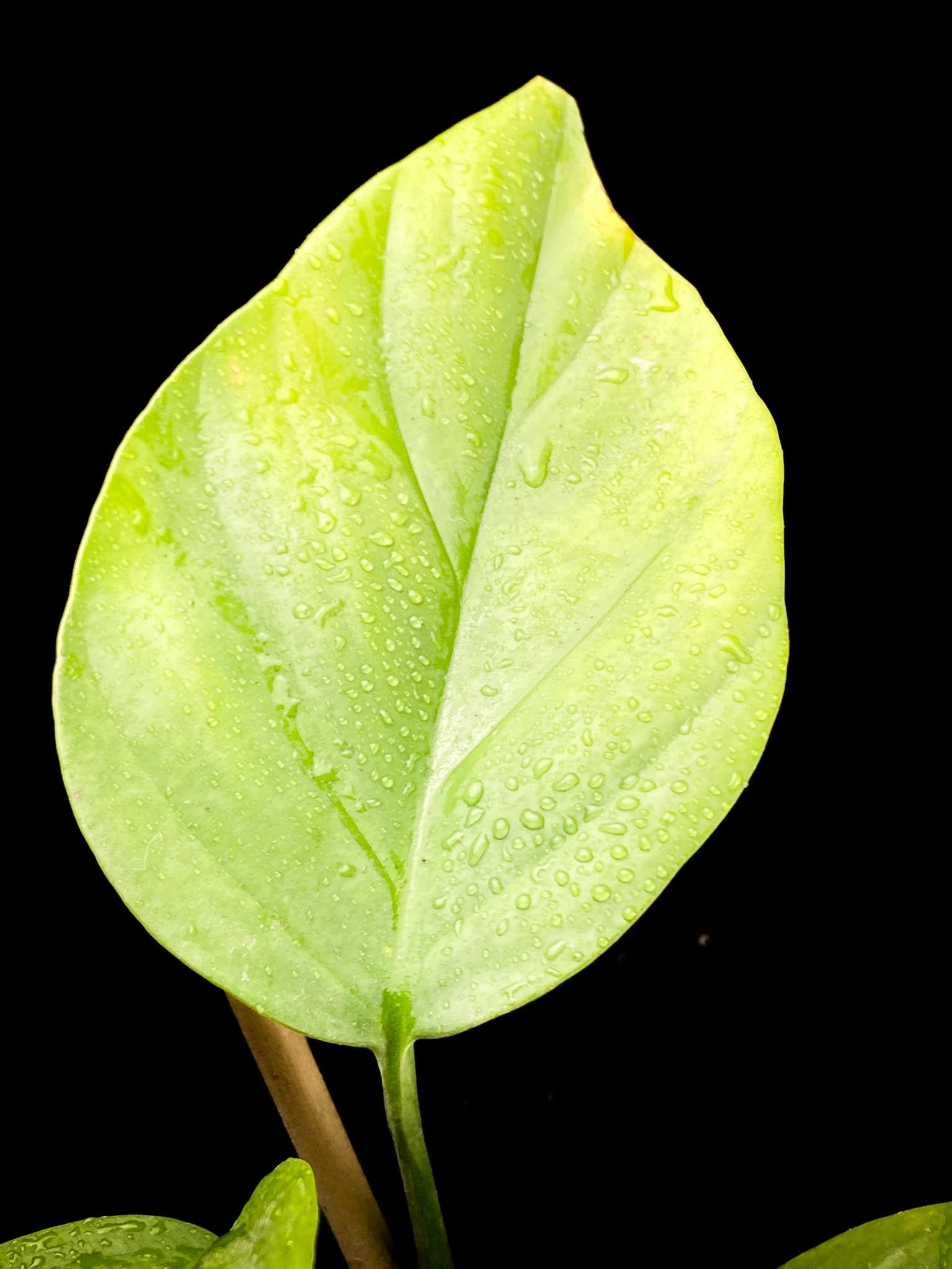 Rhaphidophora Sp. Flame 3 Leaves 3 Nodes 1 Growing Bud Rooted