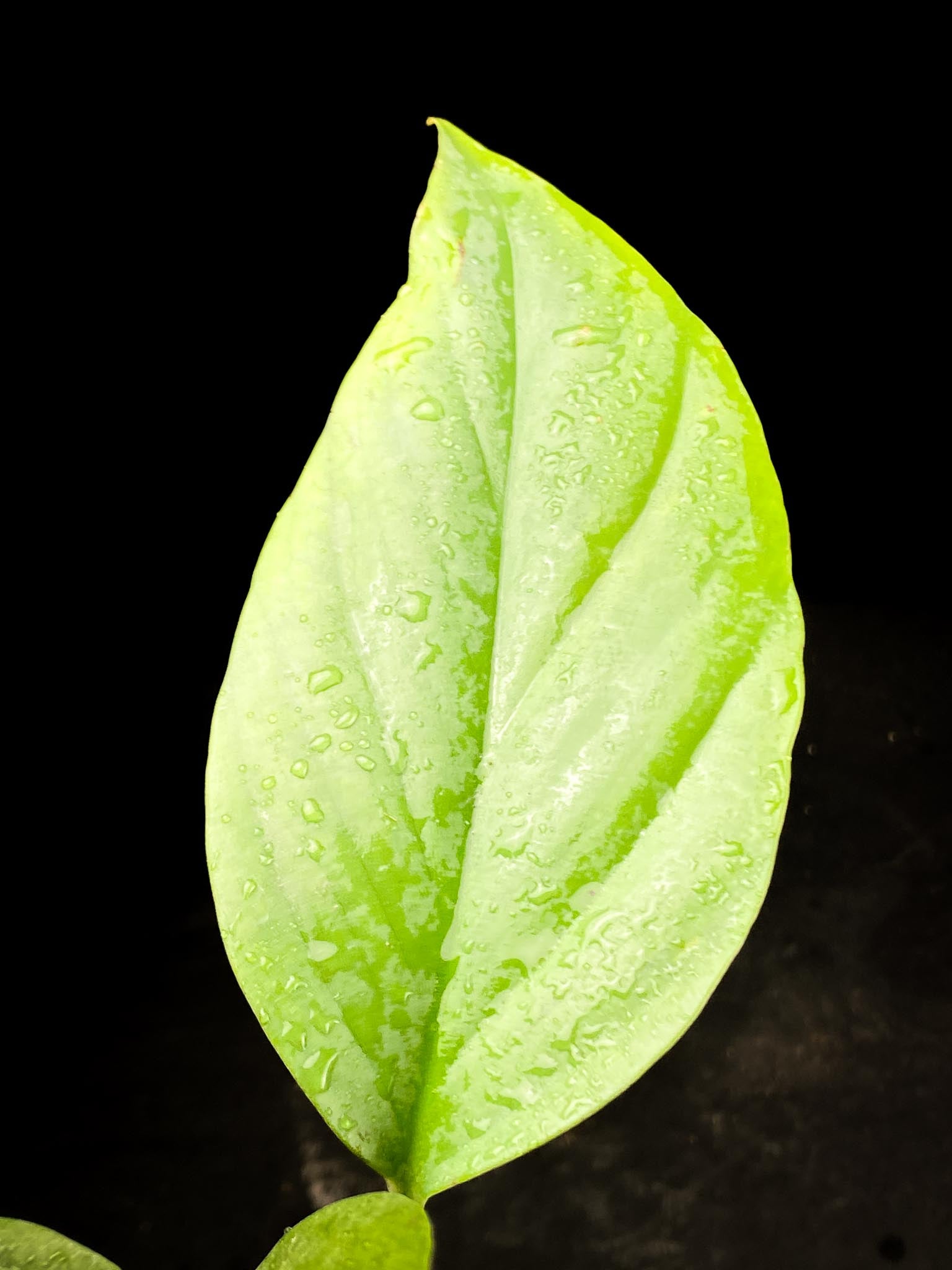 Rhaphidophora Sp. Flame 3 Leaves 3 Nodes 1 Growing Bud Rooted
