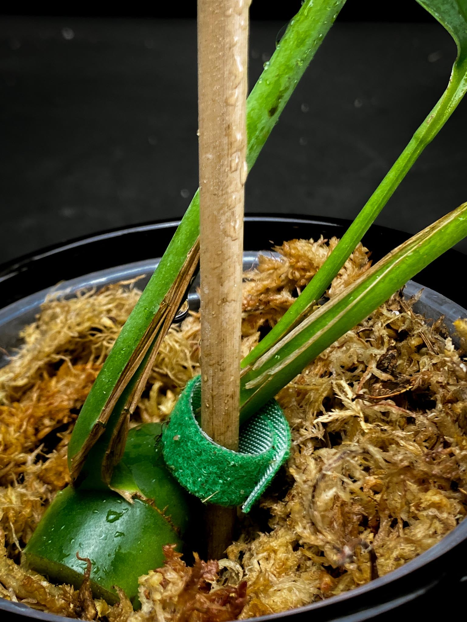 Rhaphidophora Sp. Flame 3 Leaves 3 Nodes 1 Growing Bud Rooted
