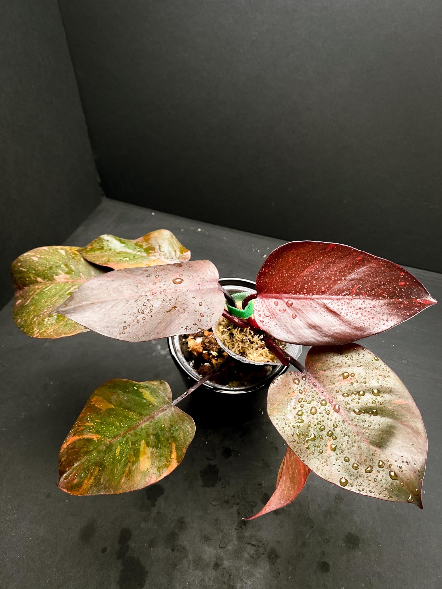 Philodendron Orange Princess Variegated Multiple Leaves Multiple Nodes Top Cutting