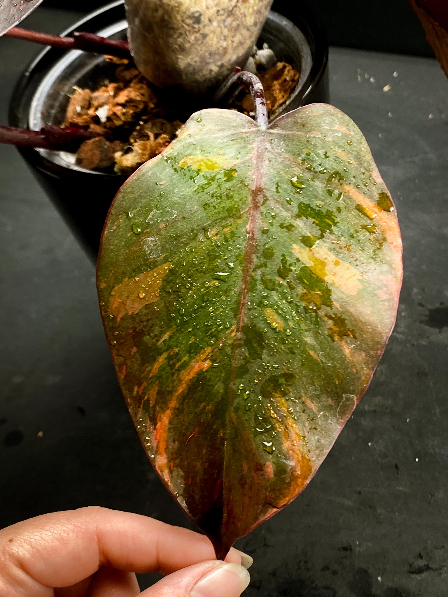 Philodendron Orange Princess Variegated Multiple Leaves Multiple Nodes Top Cutting