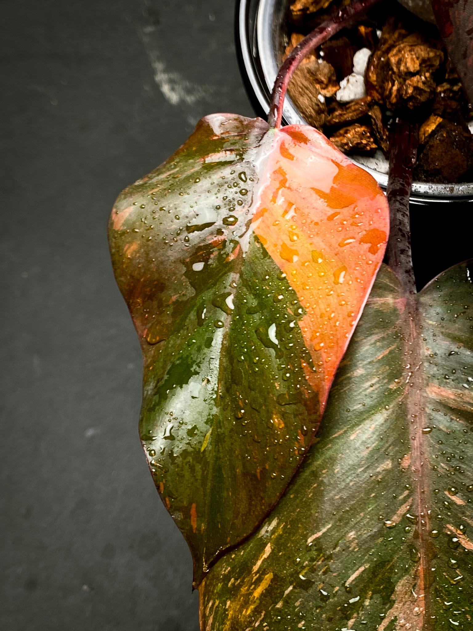 Philodendron Orange Princess Variegated Multiple Leaves Multiple Nodes Top Cutting