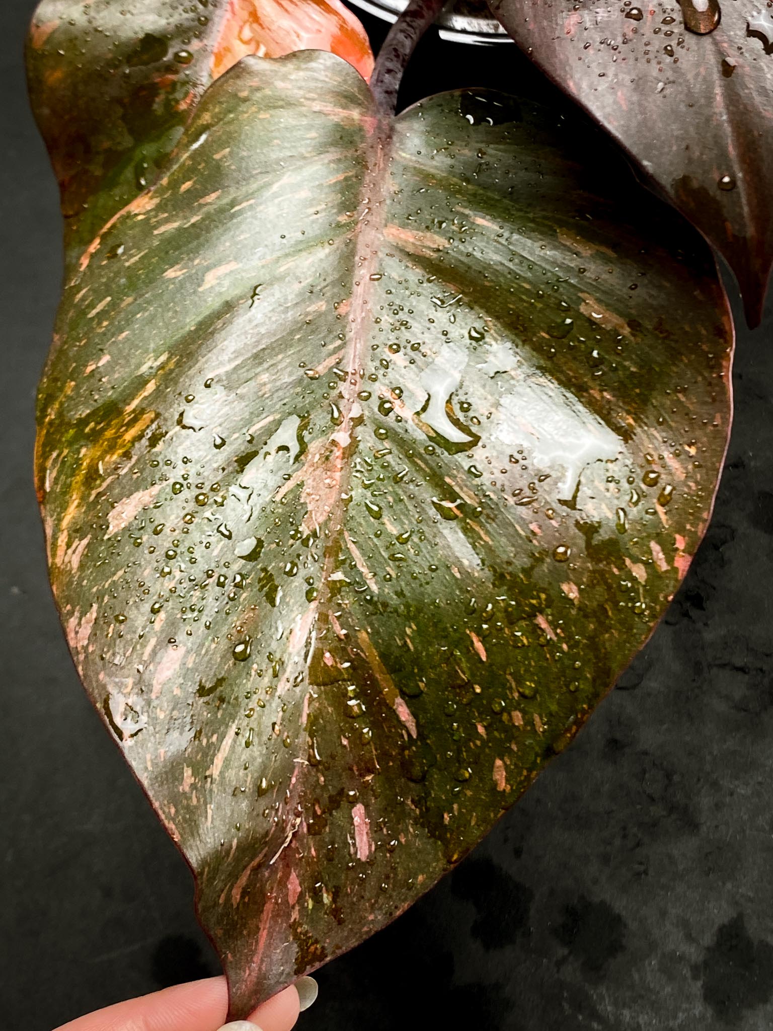 Philodendron Orange Princess Variegated Multiple Leaves Multiple Nodes Top Cutting