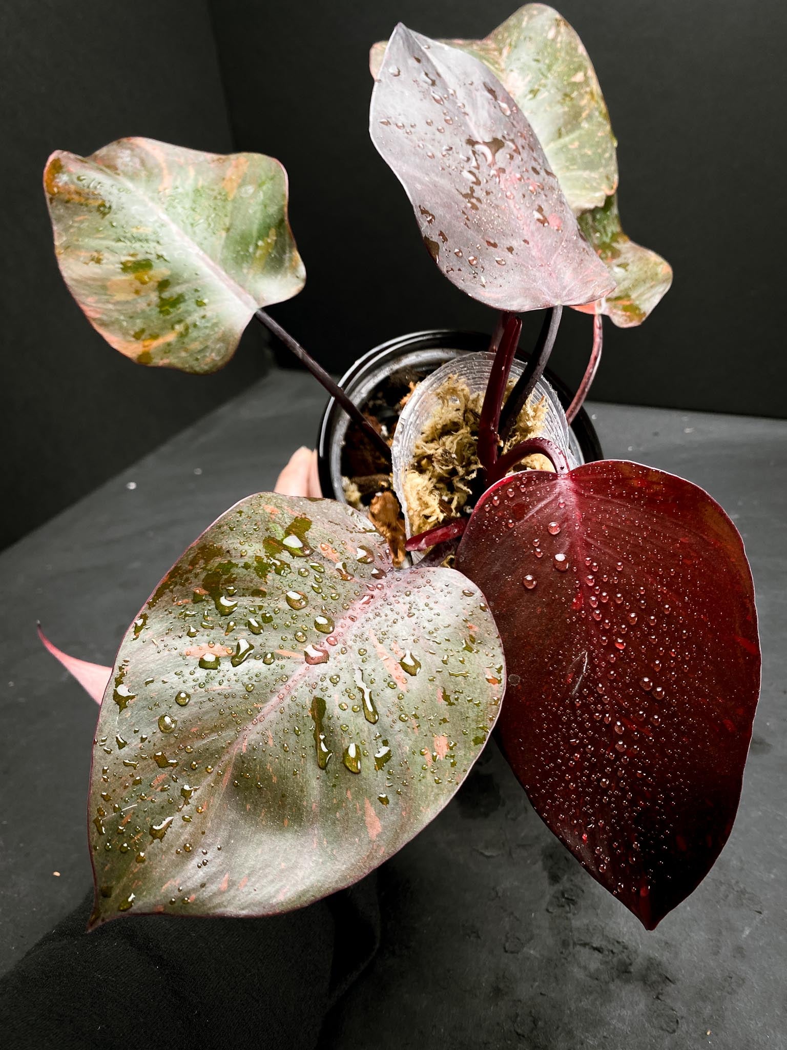 Philodendron Orange Princess Variegated Multiple Leaves Multiple Nodes Top Cutting