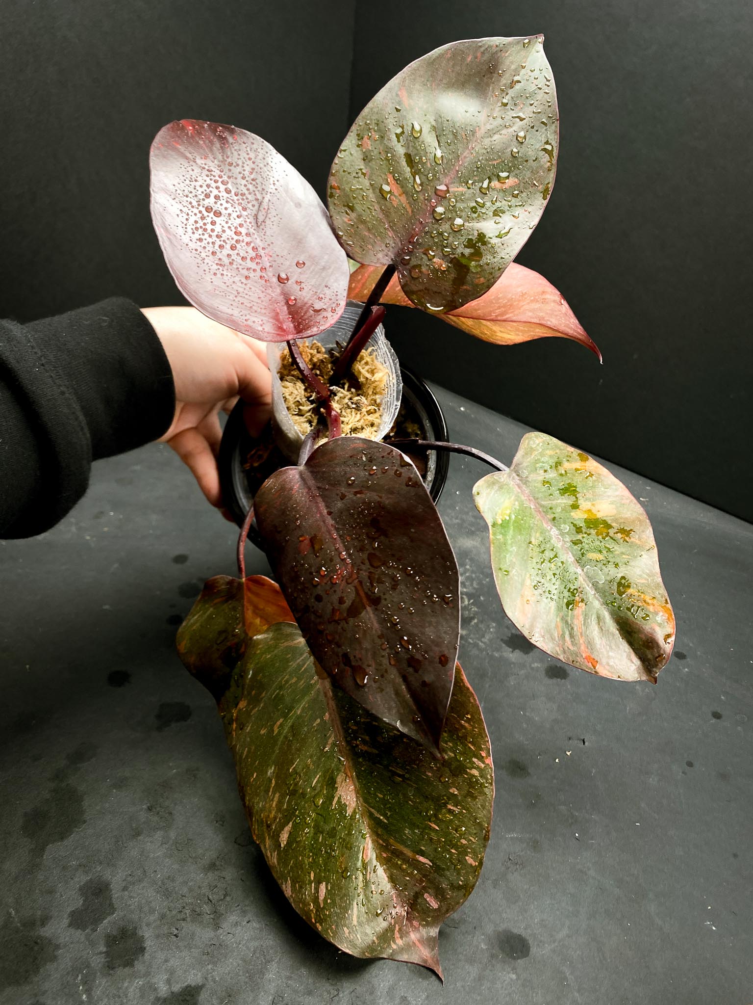 Philodendron Orange Princess Variegated Multiple Leaves Multiple Nodes Top Cutting
