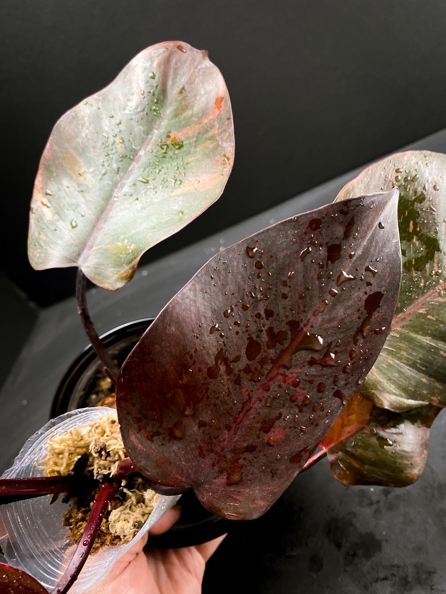 Philodendron Orange Princess Variegated Multiple Leaves Multiple Nodes Top Cutting