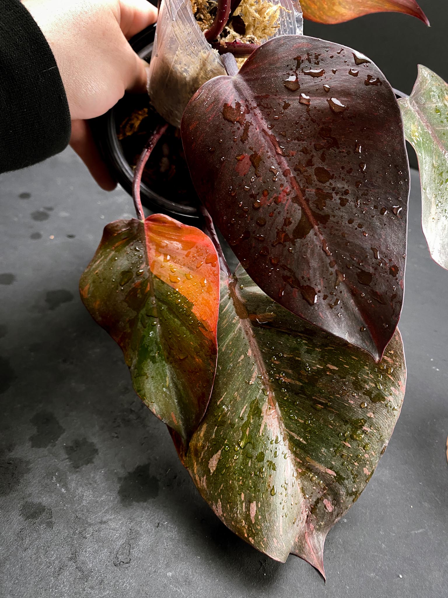 Philodendron Orange Princess Variegated Multiple Leaves Multiple Nodes Top Cutting