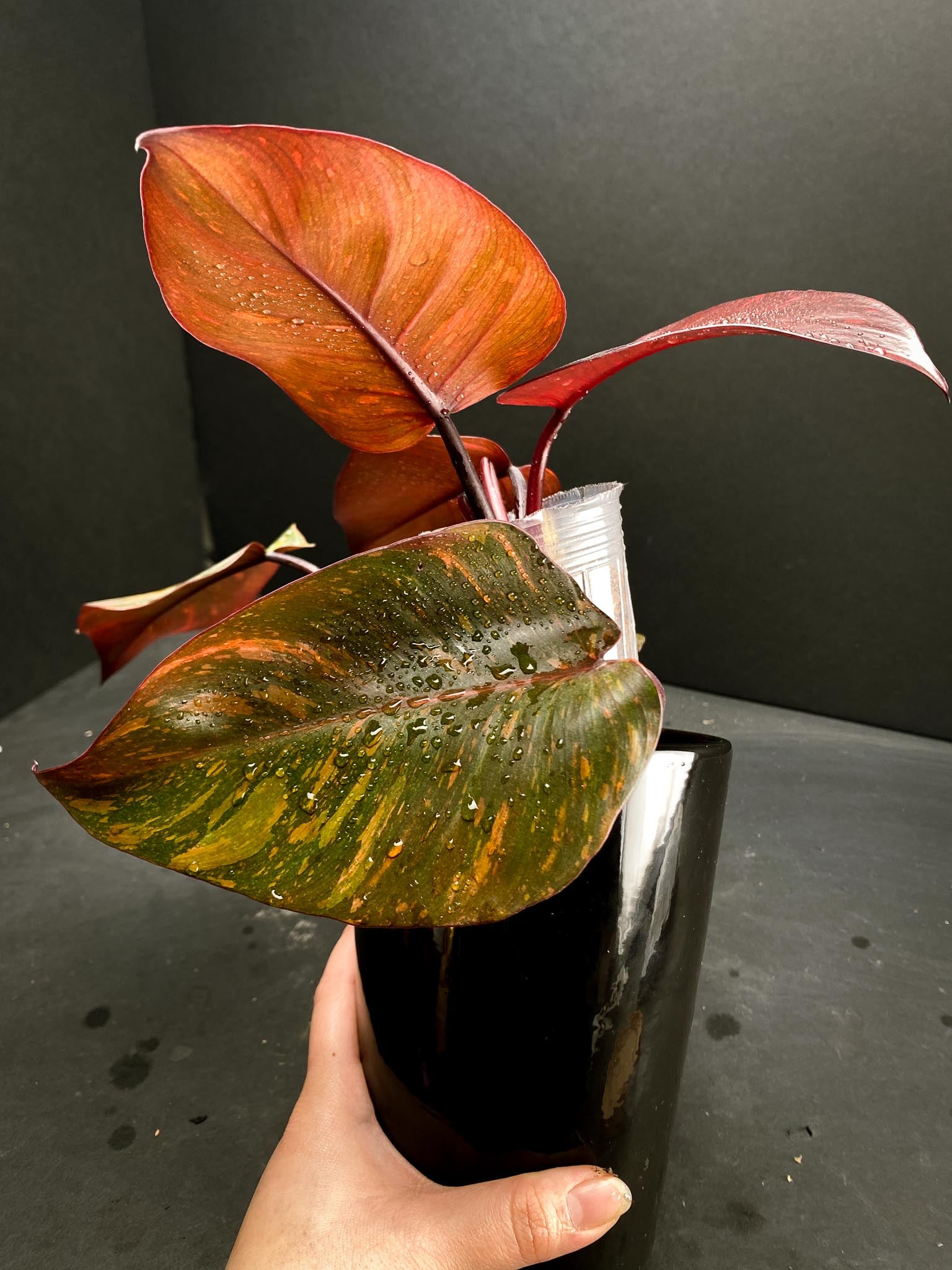 Philodendron Orange Princess Variegated Multiple Leaves Multiple Nodes Top Cutting