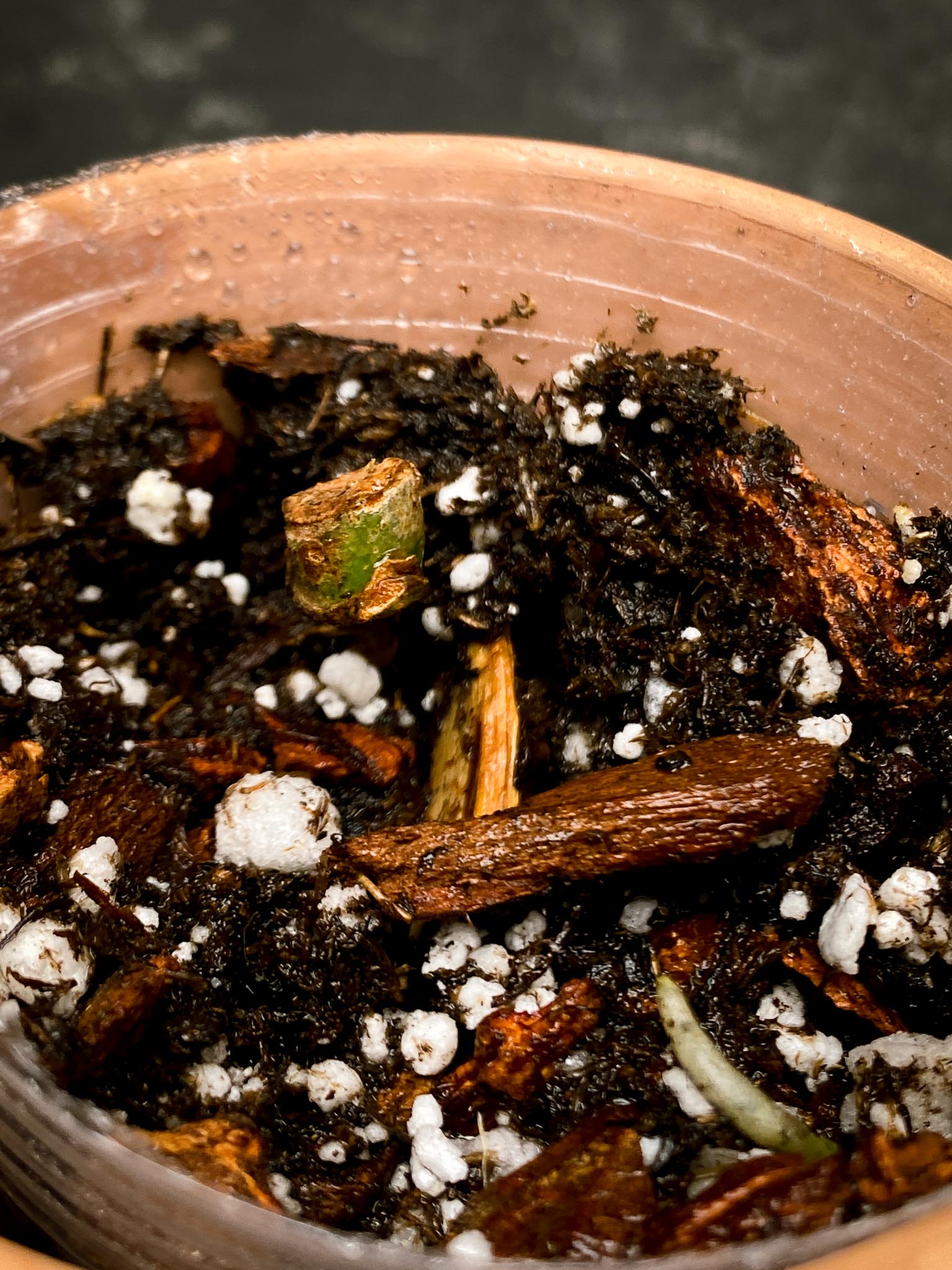 Anthurium Papillilaminum Fort Sherman X Zara X Michelle 1 Node 1 Growing Bud