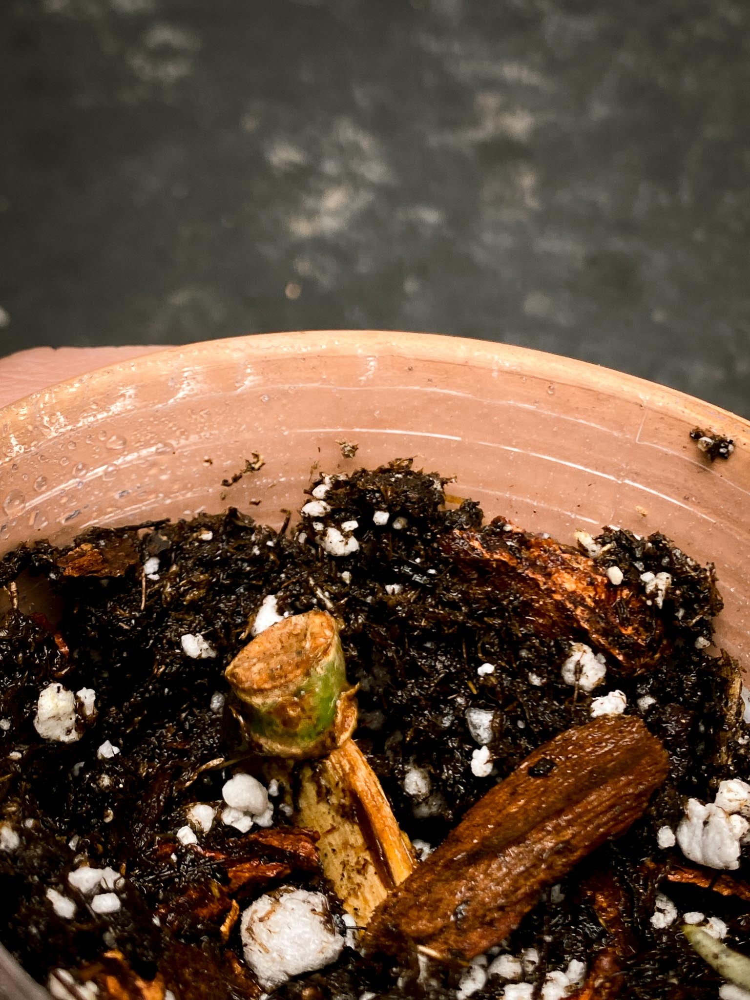 Anthurium Papillilaminum Fort Sherman X Zara X Michelle 1 Node 1 Growing Bud