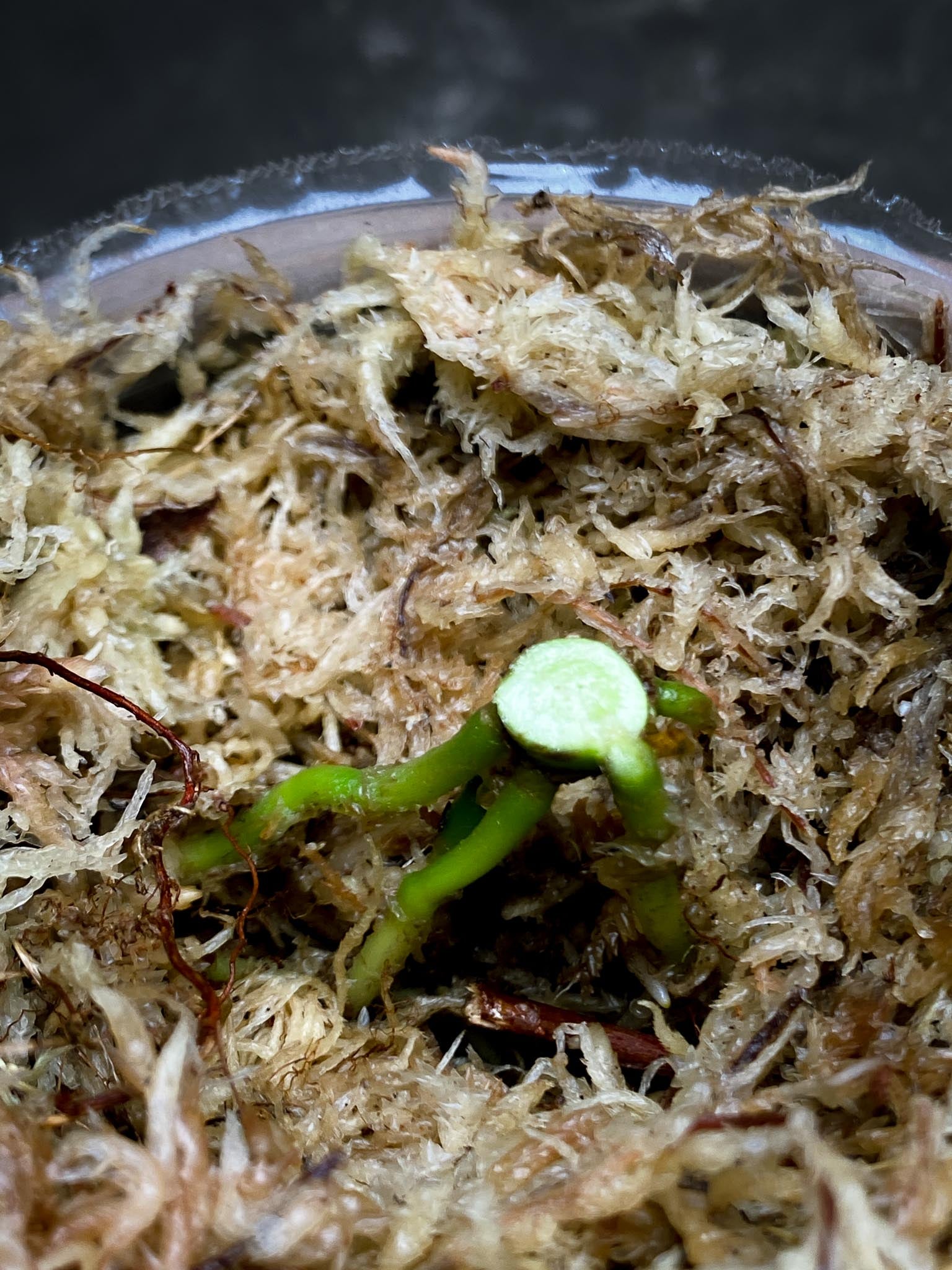 Anthurium Forgetii X Papillilaminum 3 Nodes 1 Growing Bud Rooted