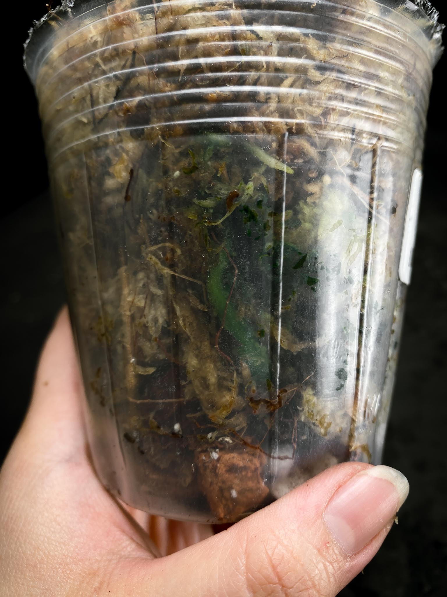 Anthurium Forgetii X Papillilaminum 3 Nodes 1 Growing Bud Rooted