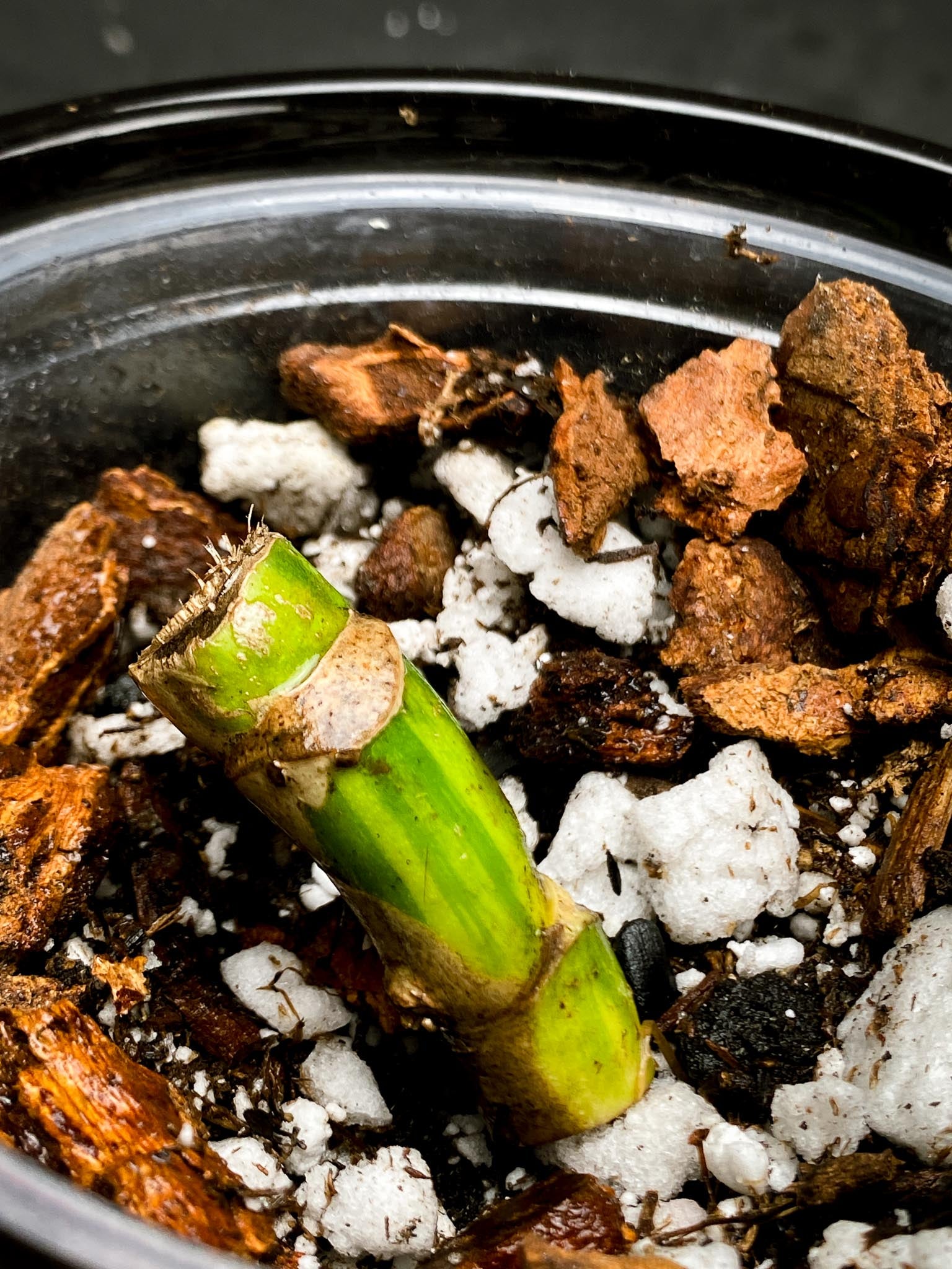 Monstera Aurea Tricolor 2 Nodes 1 Growing Bud Rooted