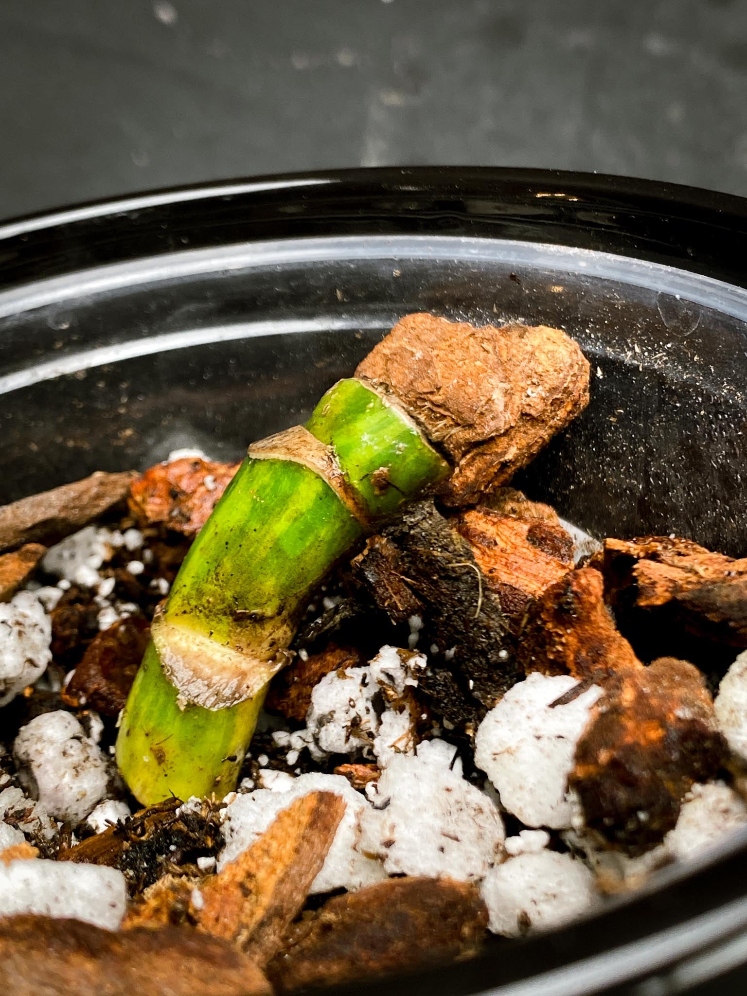 Monstera Aurea Tricolor 2 Nodes 1 Growing Bud Rooted