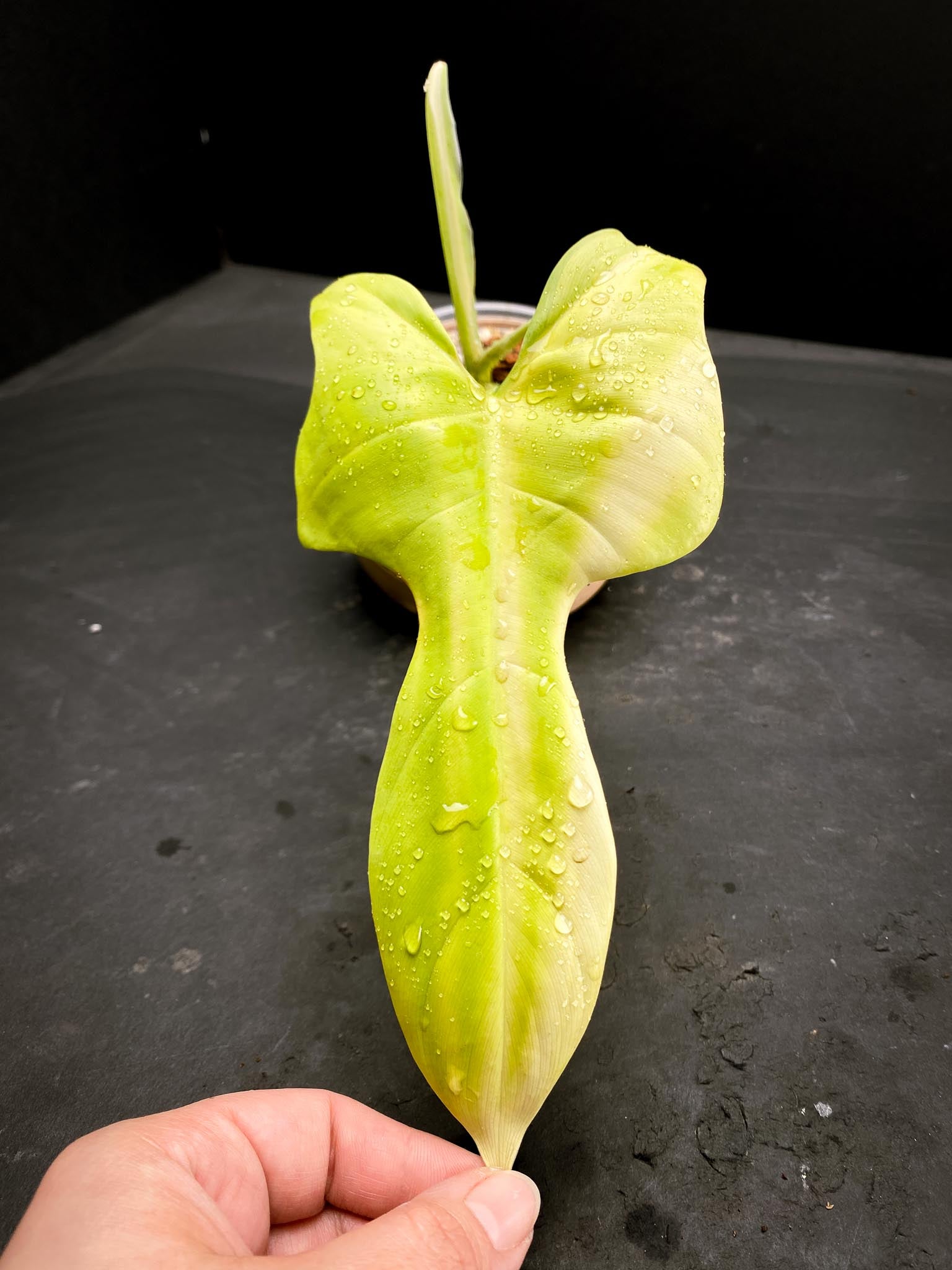 Philodendron Bipennifolium Variegated 1 Leaf 2 Nodes 1 Sprout top cutting Rooted